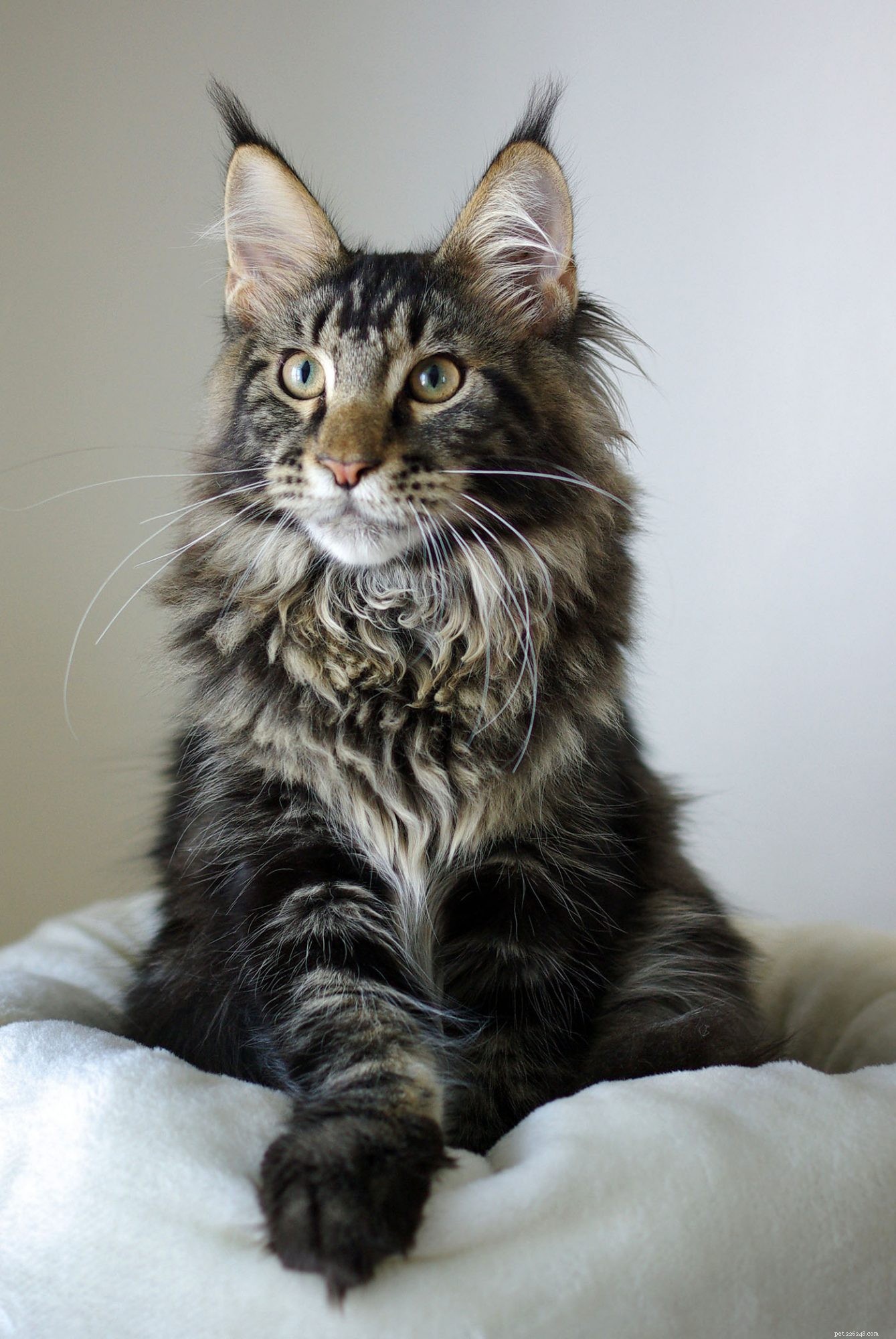 Maine Coon Cat: Size, Care & Personality Traits