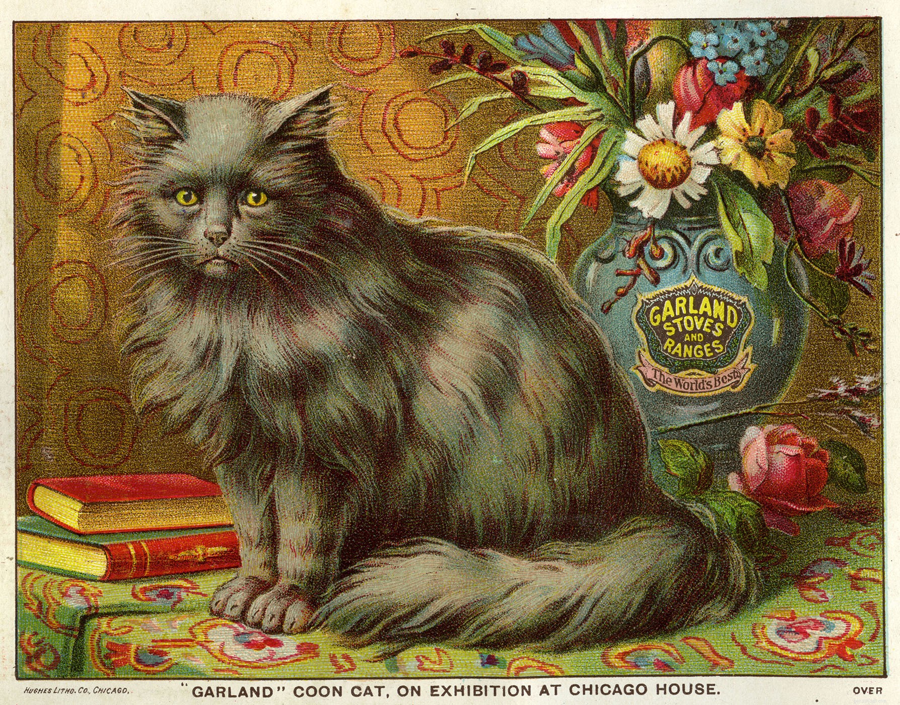 Maine Coon Cat: Size, Care & Personality Traits