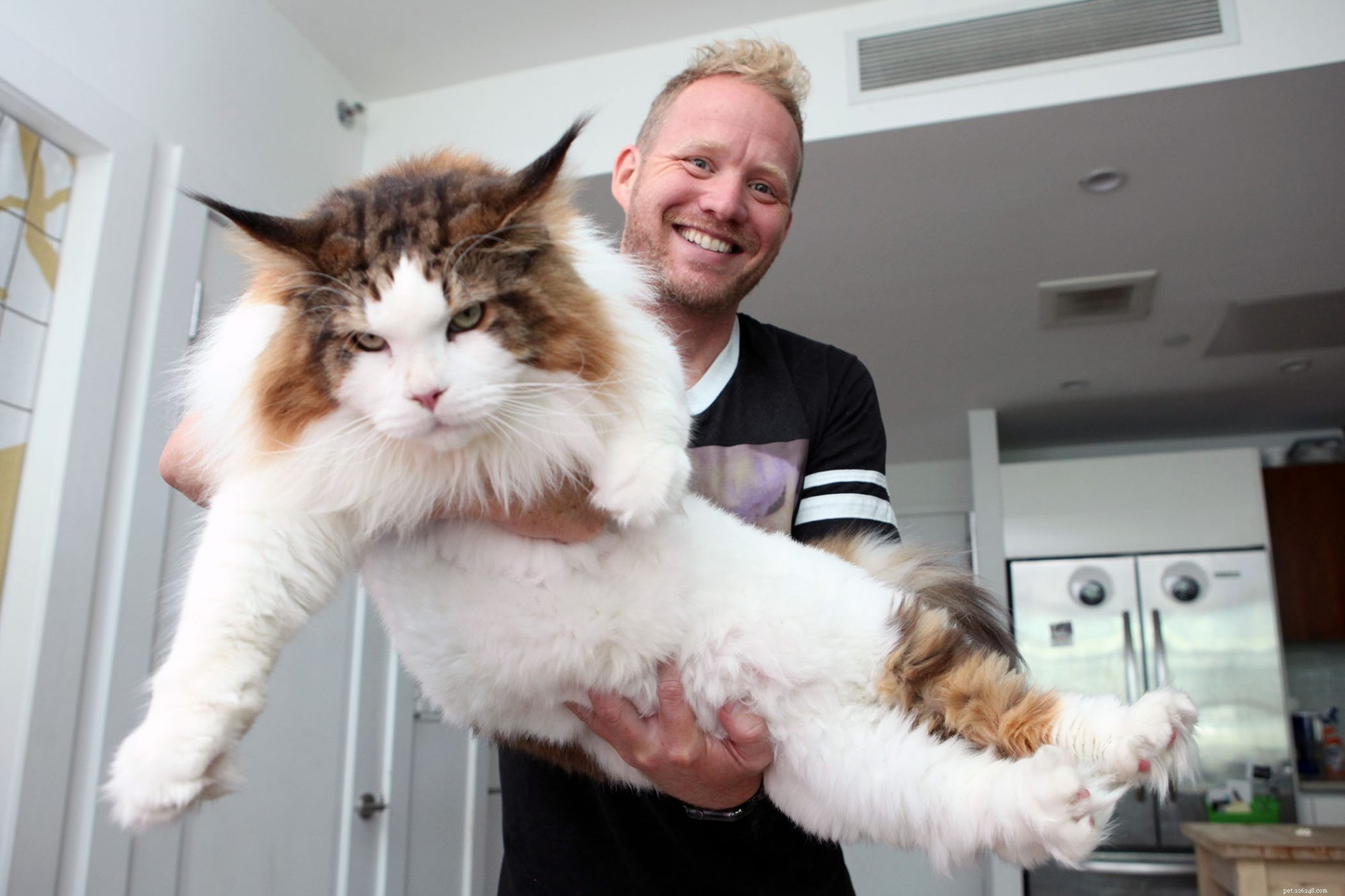 Maine Coon Cat: Size, Care & Personality Traits