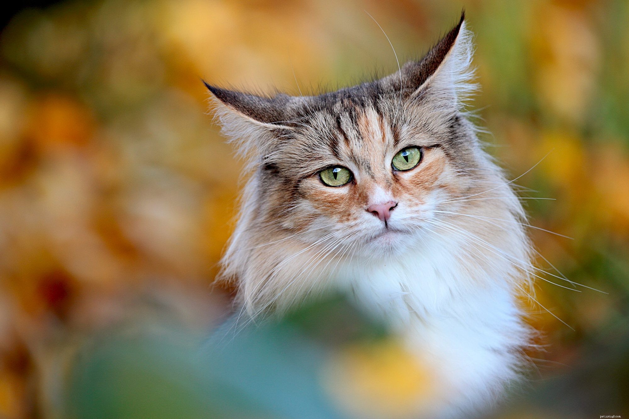 Norwegian Forest Cat: The Majestic, Gentle Companion for Families