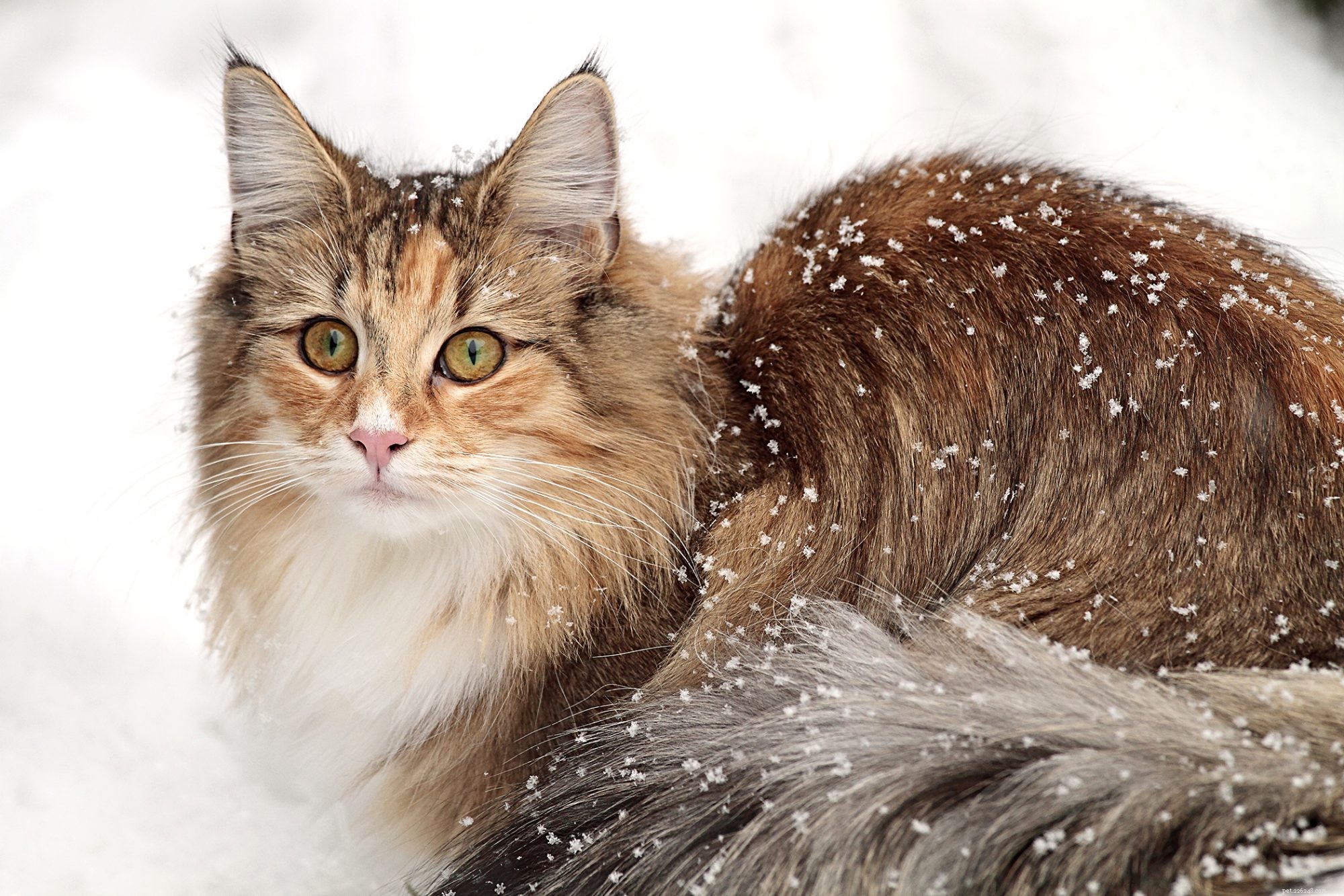Norwegian Forest Cat: The Majestic, Gentle Companion for Families