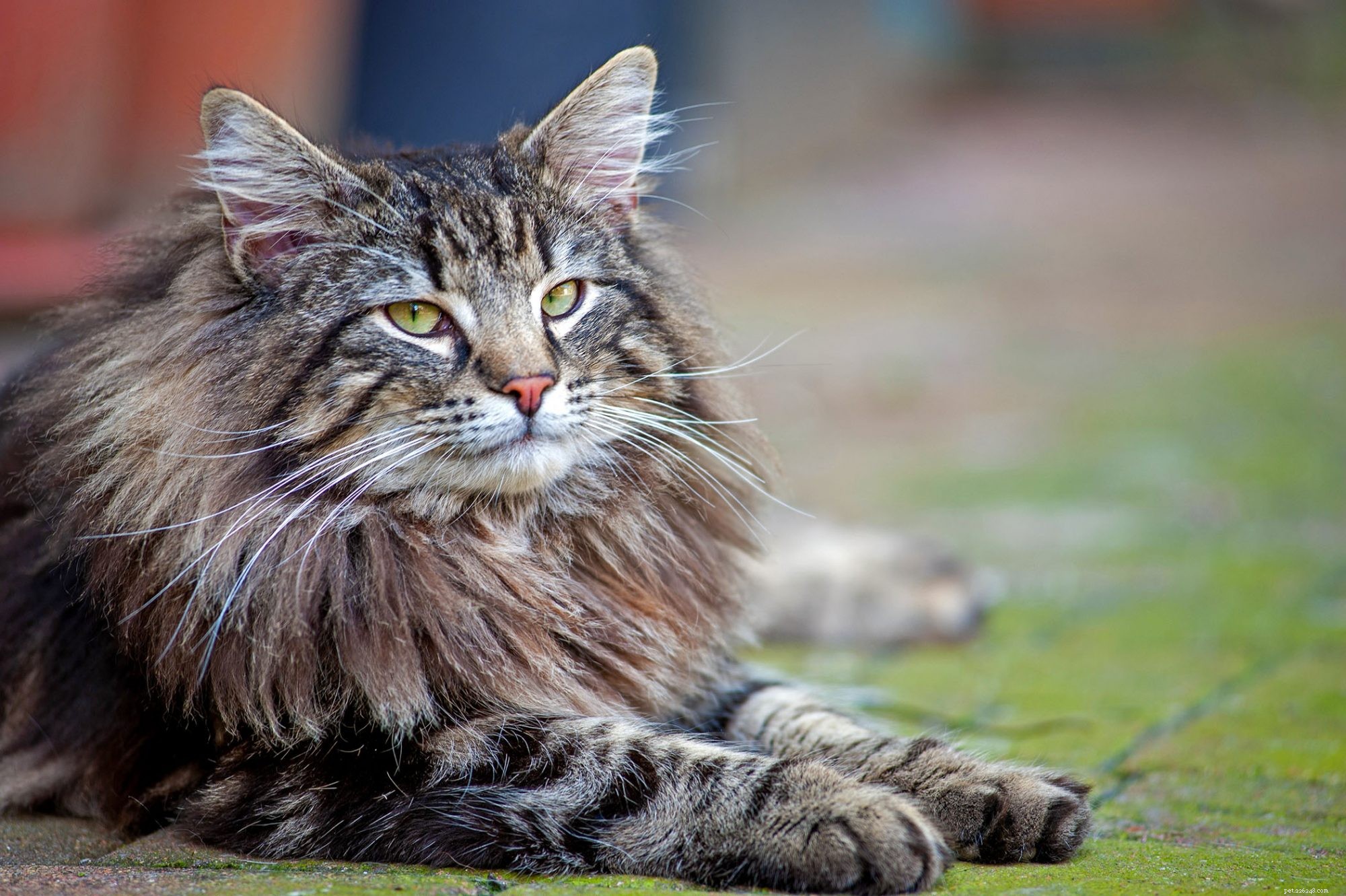 Norwegian Forest Cat: The Majestic, Gentle Companion for Families