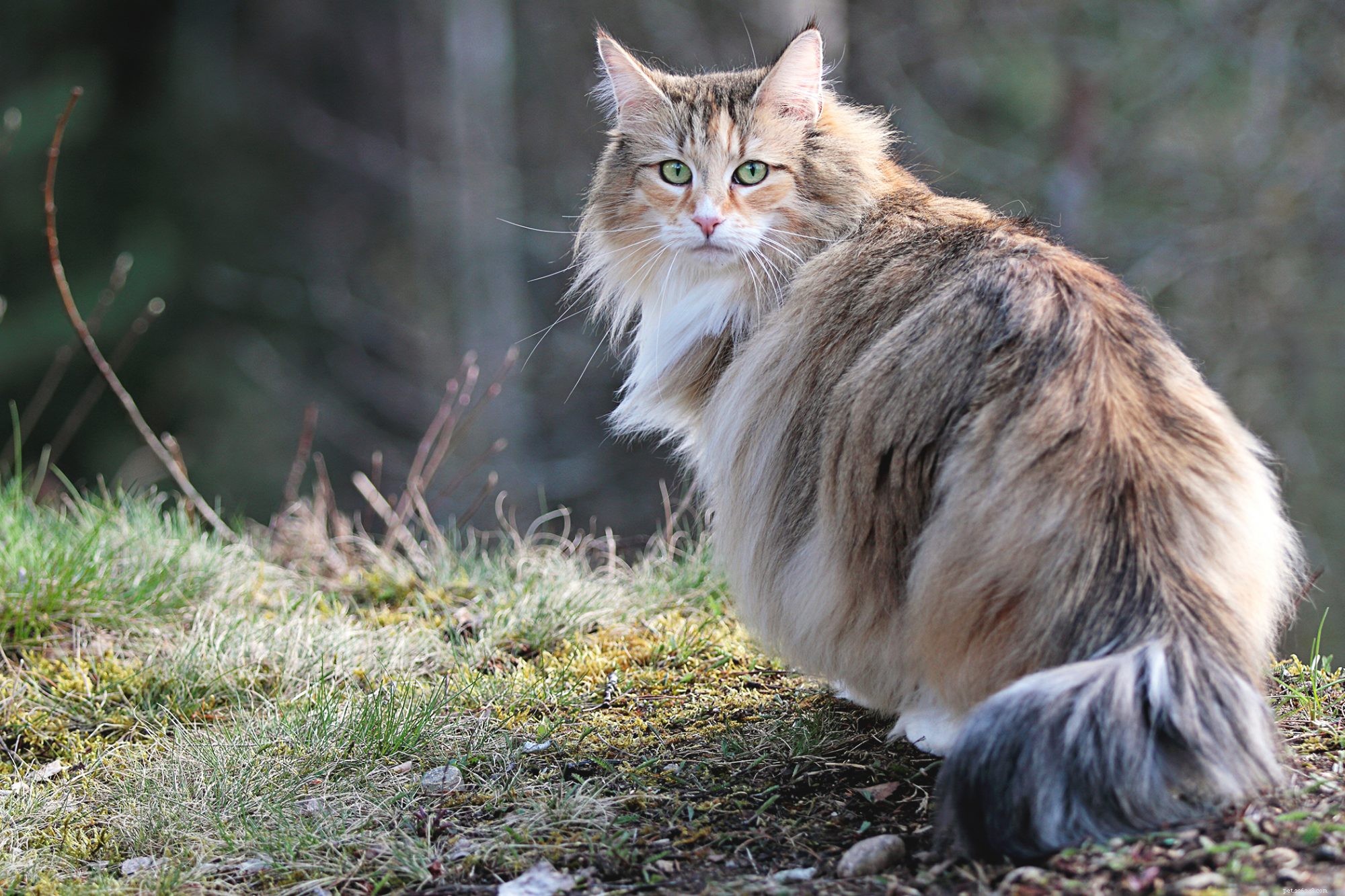 Norwegian Forest Cat: The Majestic, Gentle Companion for Families