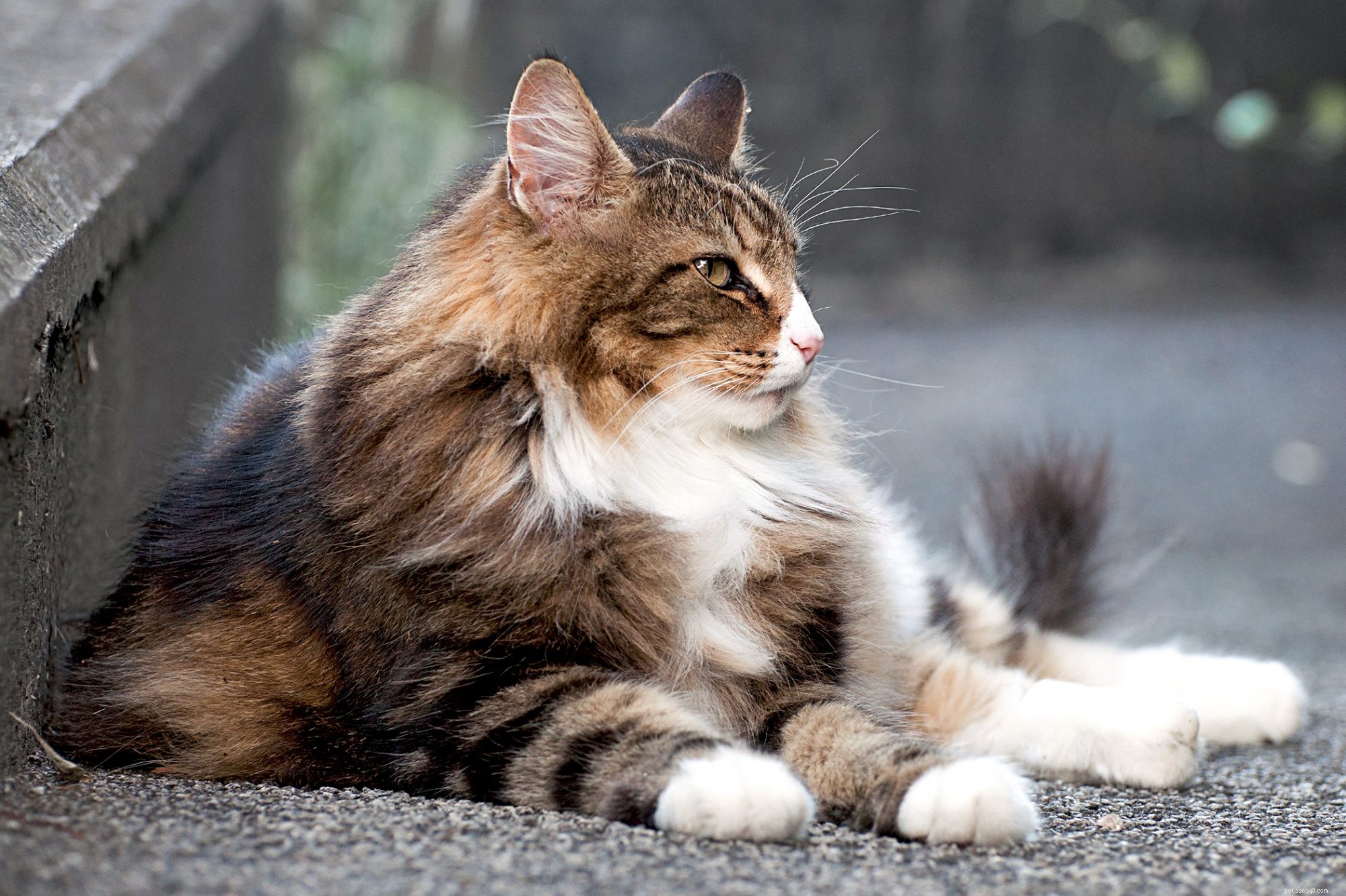 Norwegian Forest Cat: The Majestic, Gentle Companion for Families