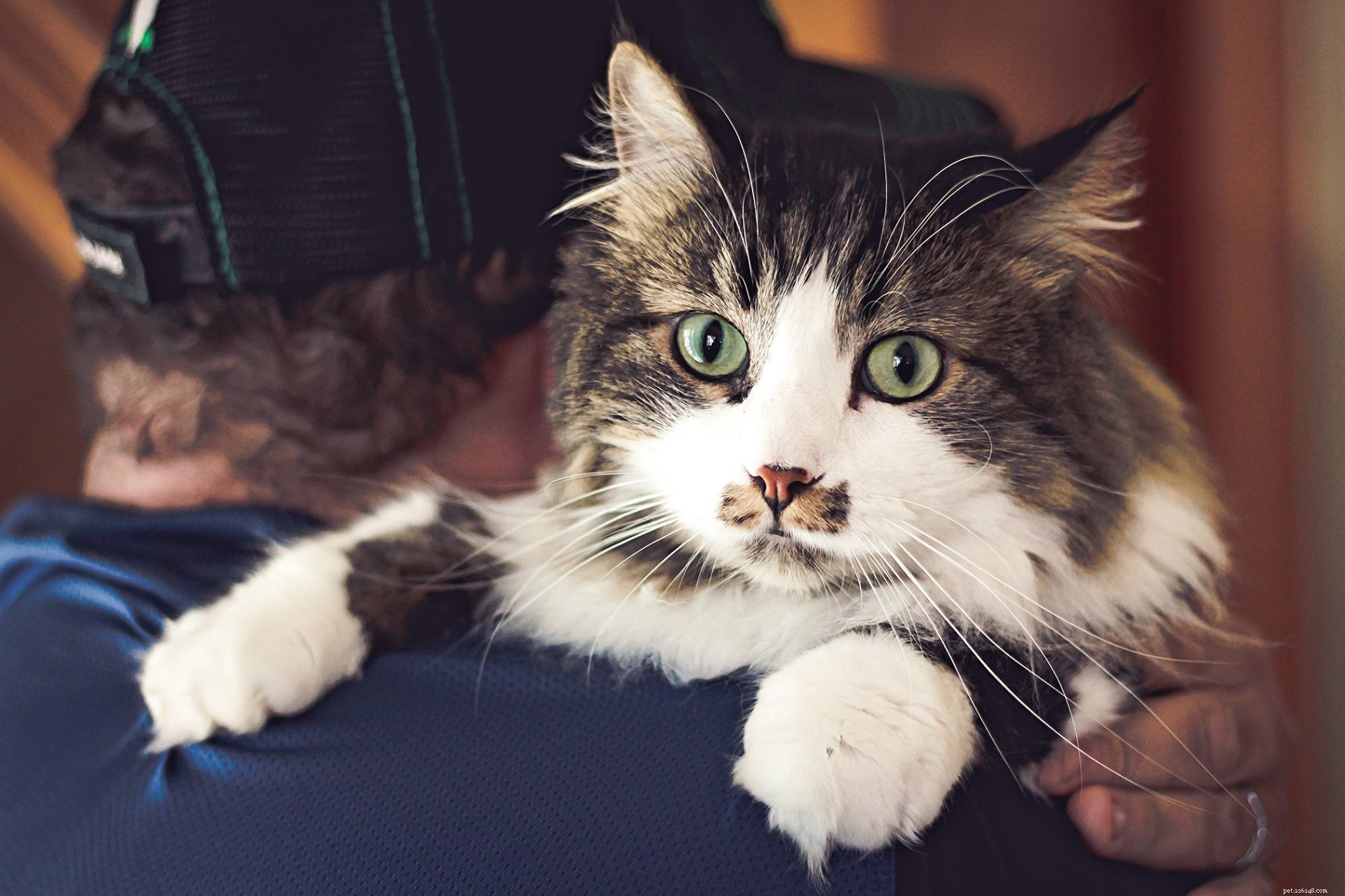 Ragdoll Cat: The Gentle, Long‑haired Family Companion