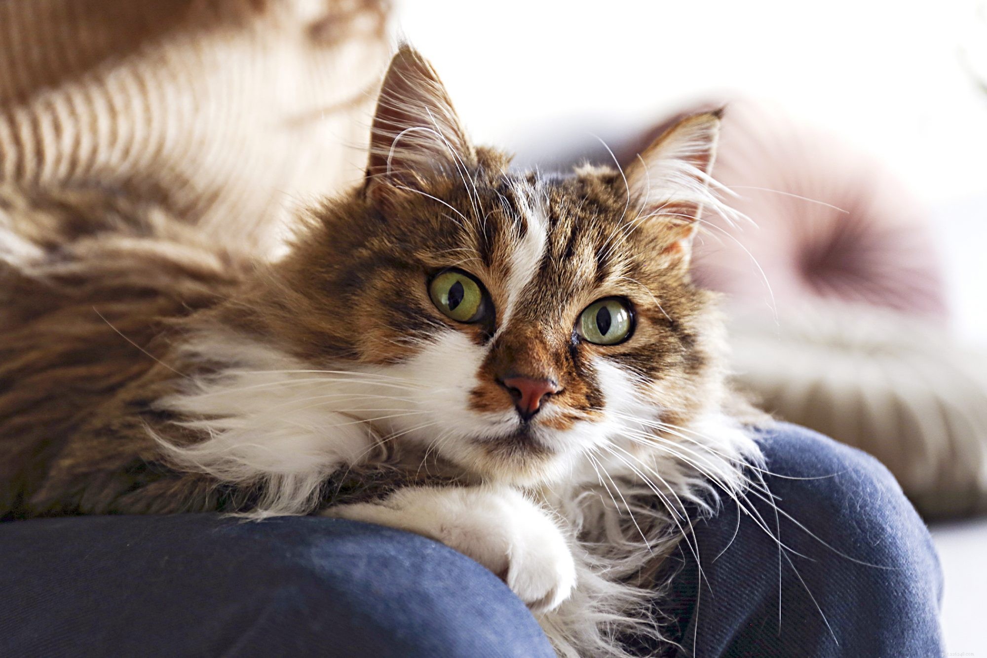 Ragdoll Cat: The Gentle, Long‑haired Family Companion