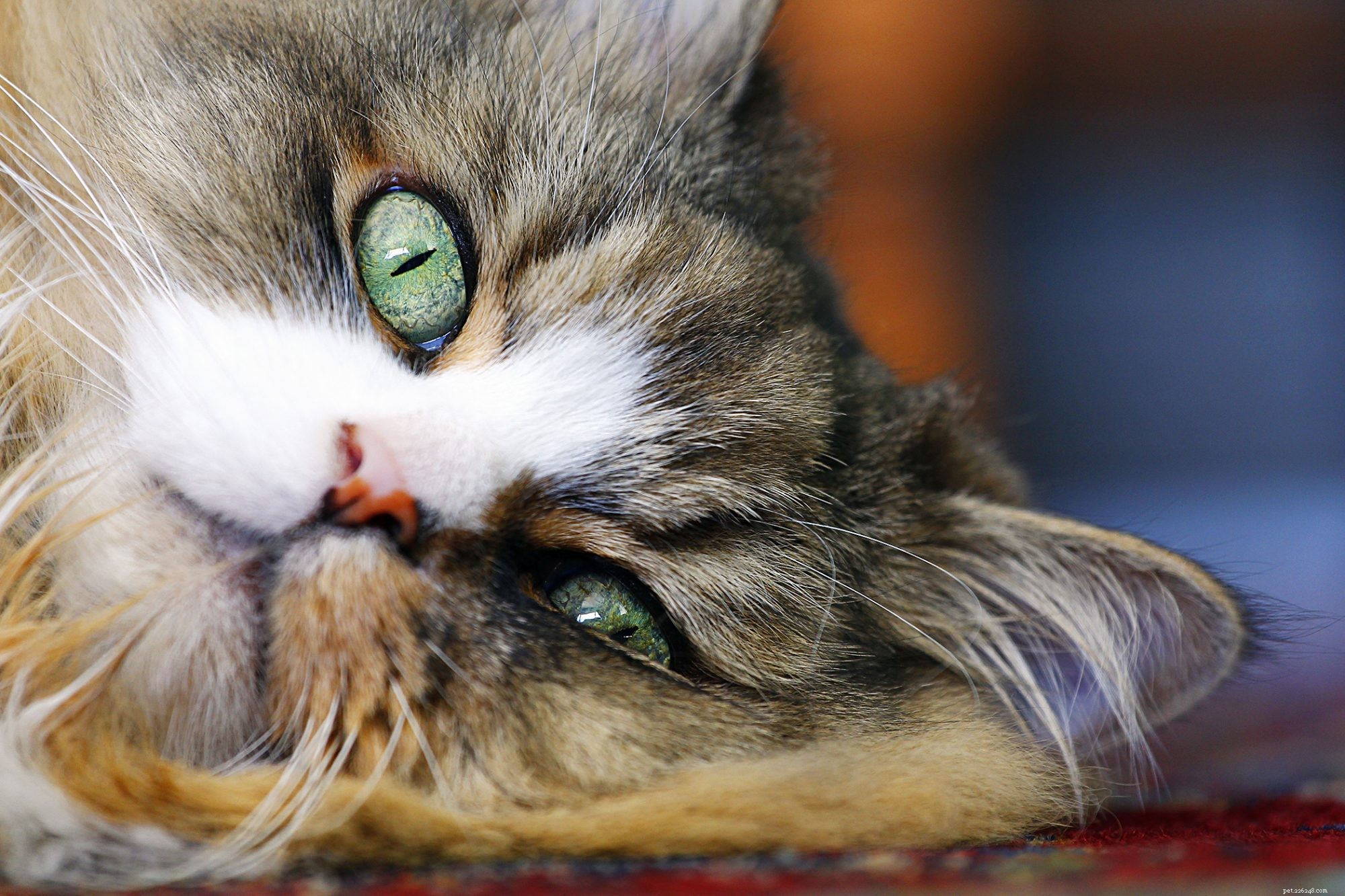 Ragdoll Cat: The Gentle, Long‑haired Family Companion