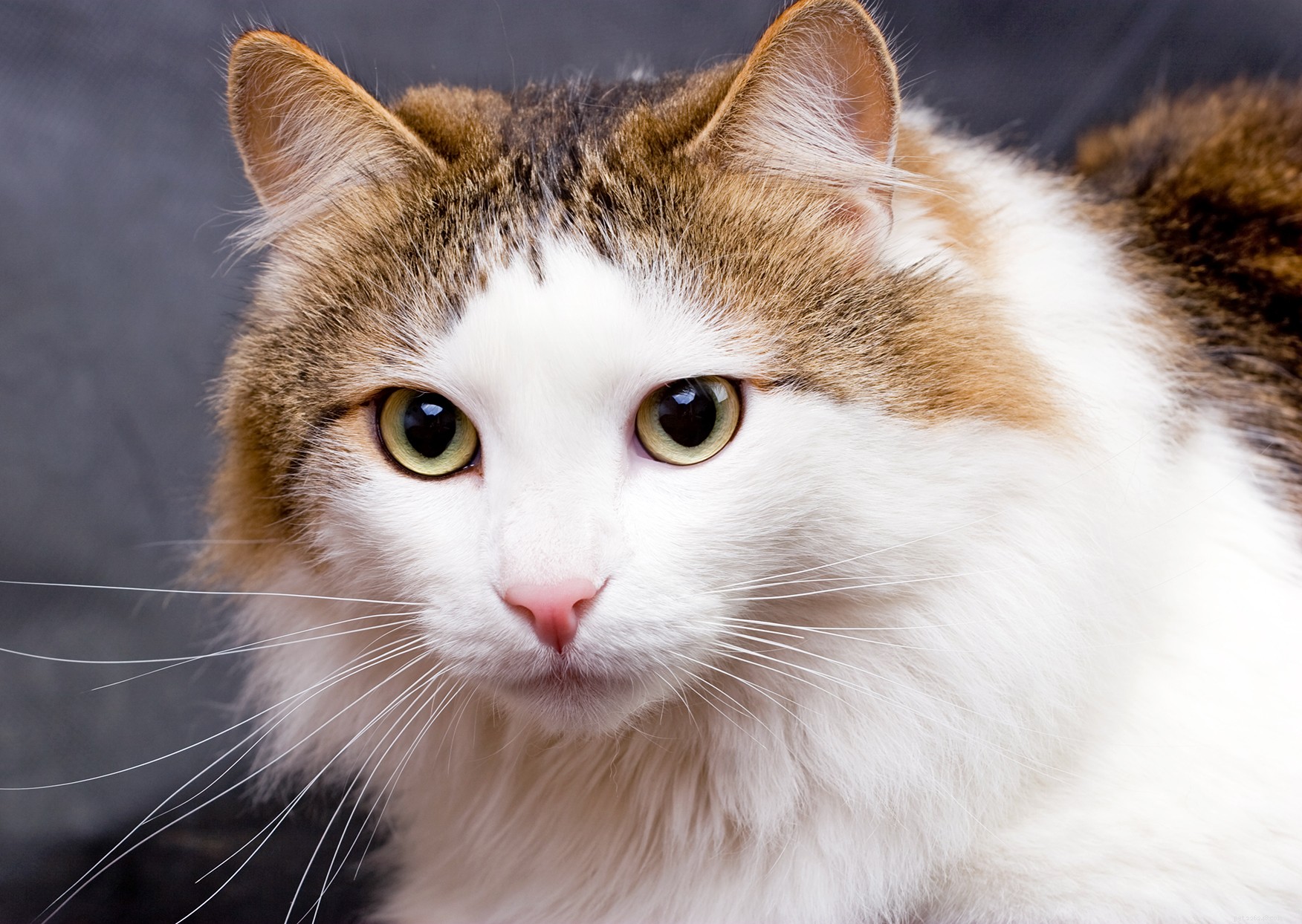 Ragdoll Cat: The Gentle, Long‑haired Family Companion