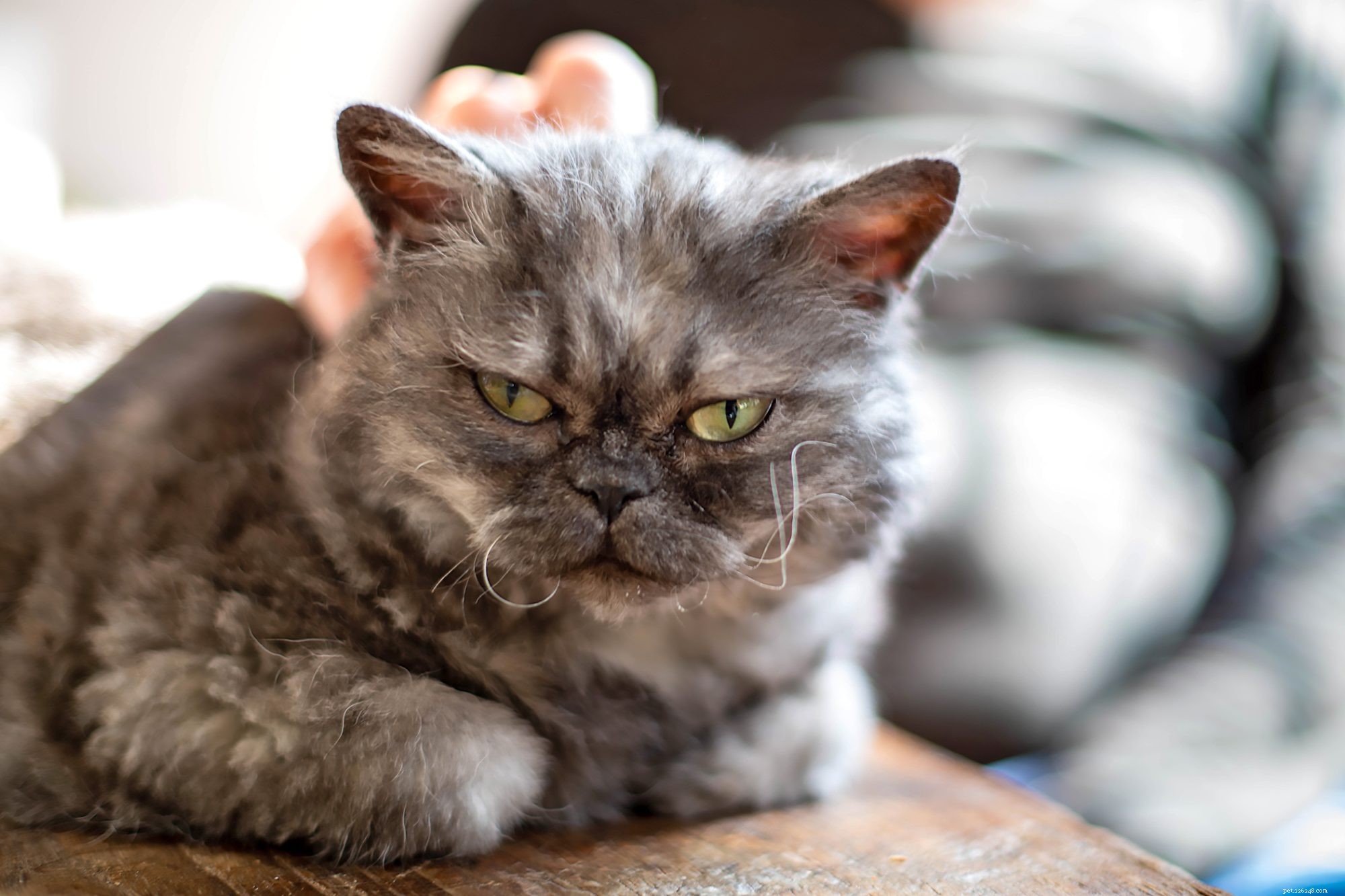 Selkirk Rex Cat: Friendly, Playful Companion