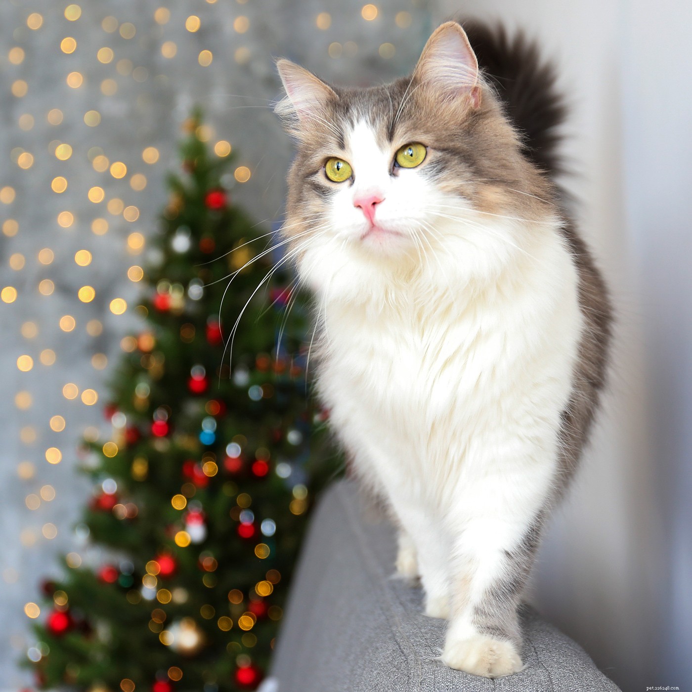 Ragdoll Cat: The Gentle, Long‑haired Family Companion