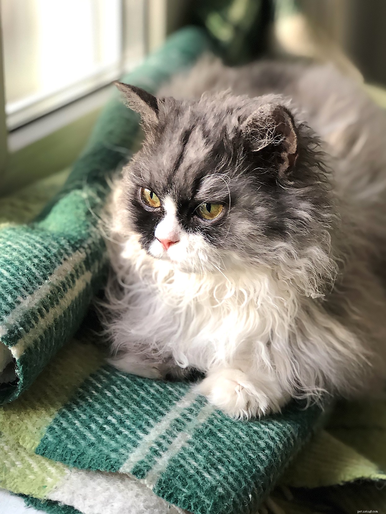 Selkirk Rex Cat: Friendly, Playful Companion