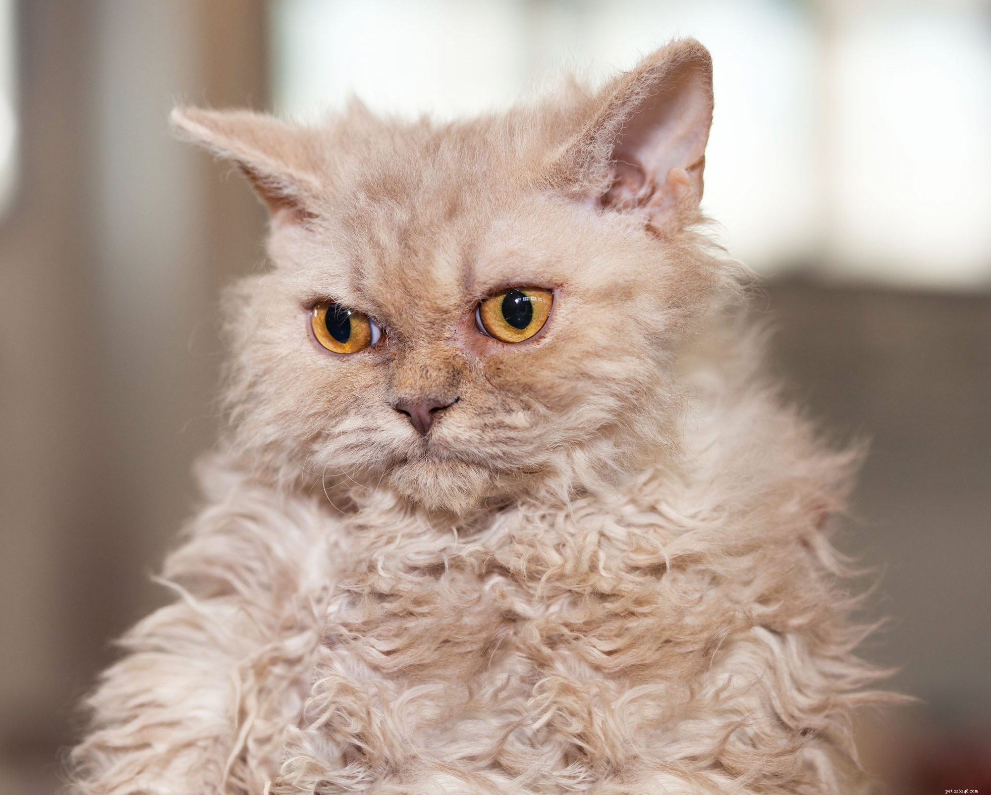 Selkirk Rex Cat: Friendly, Playful Companion