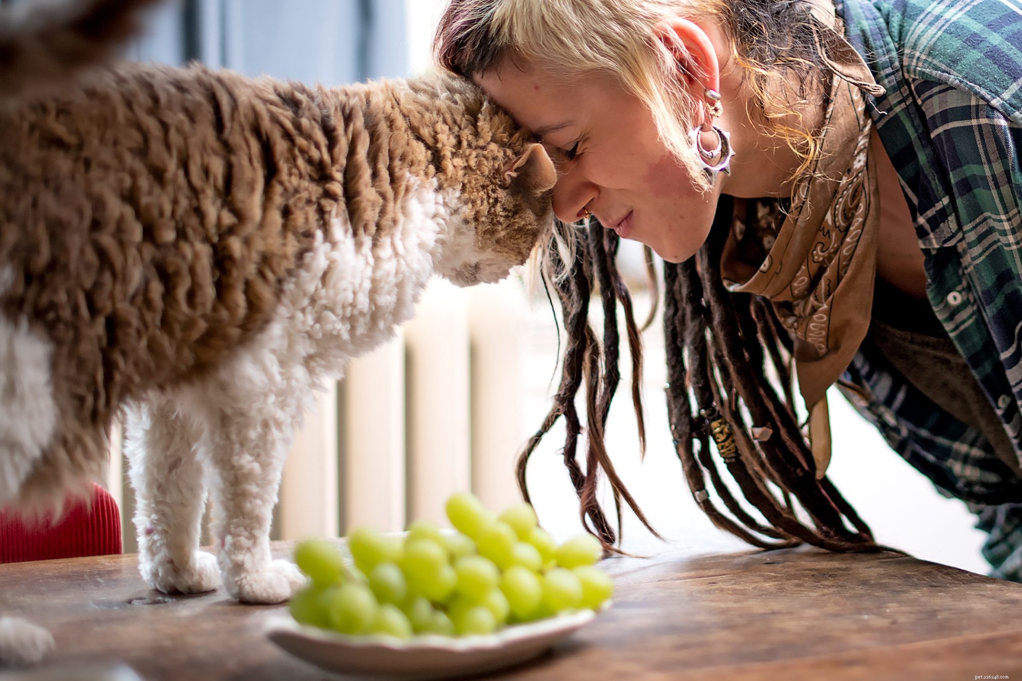 Selkirk Rex Cat: Friendly, Playful Companion