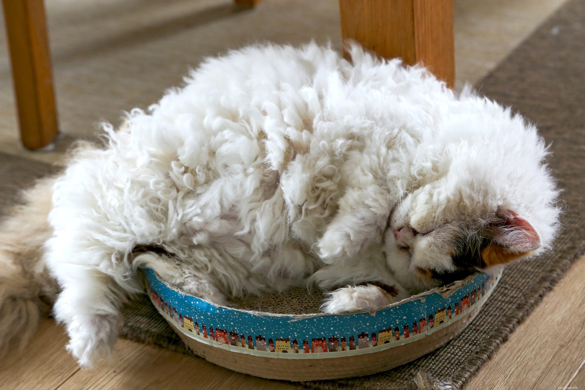 Selkirk Rex Cat: Friendly, Playful Companion