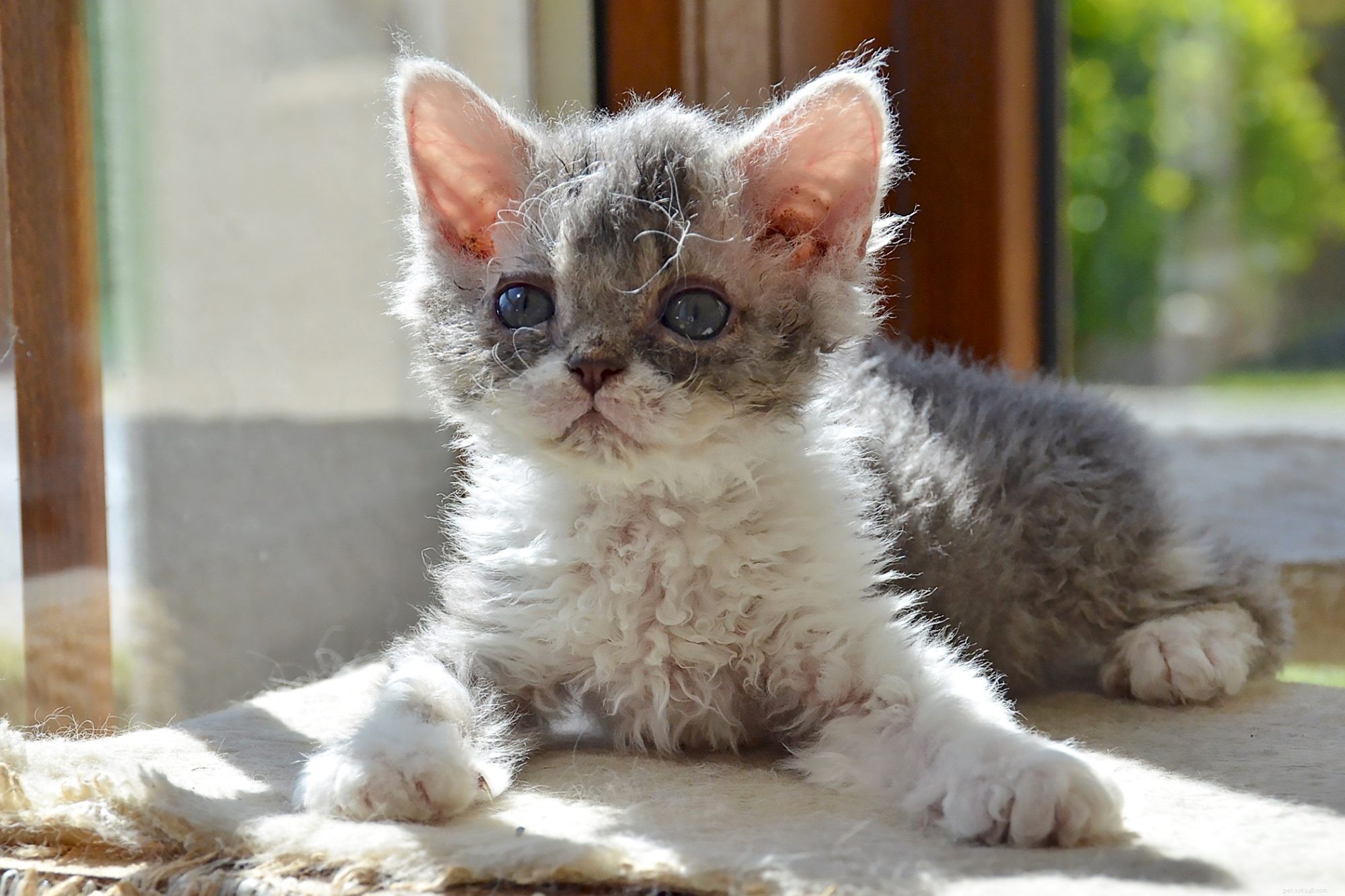 Selkirk Rex Cat: Friendly, Playful Companion