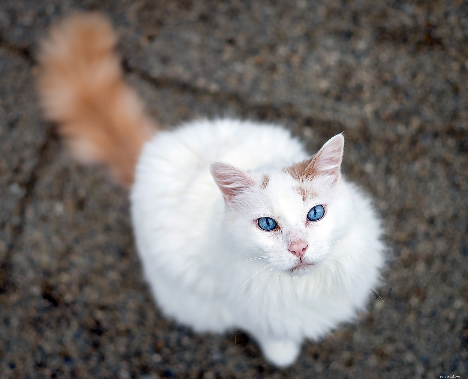 Turkish Van Cat: Characteristics, Care, and Family Friendliness