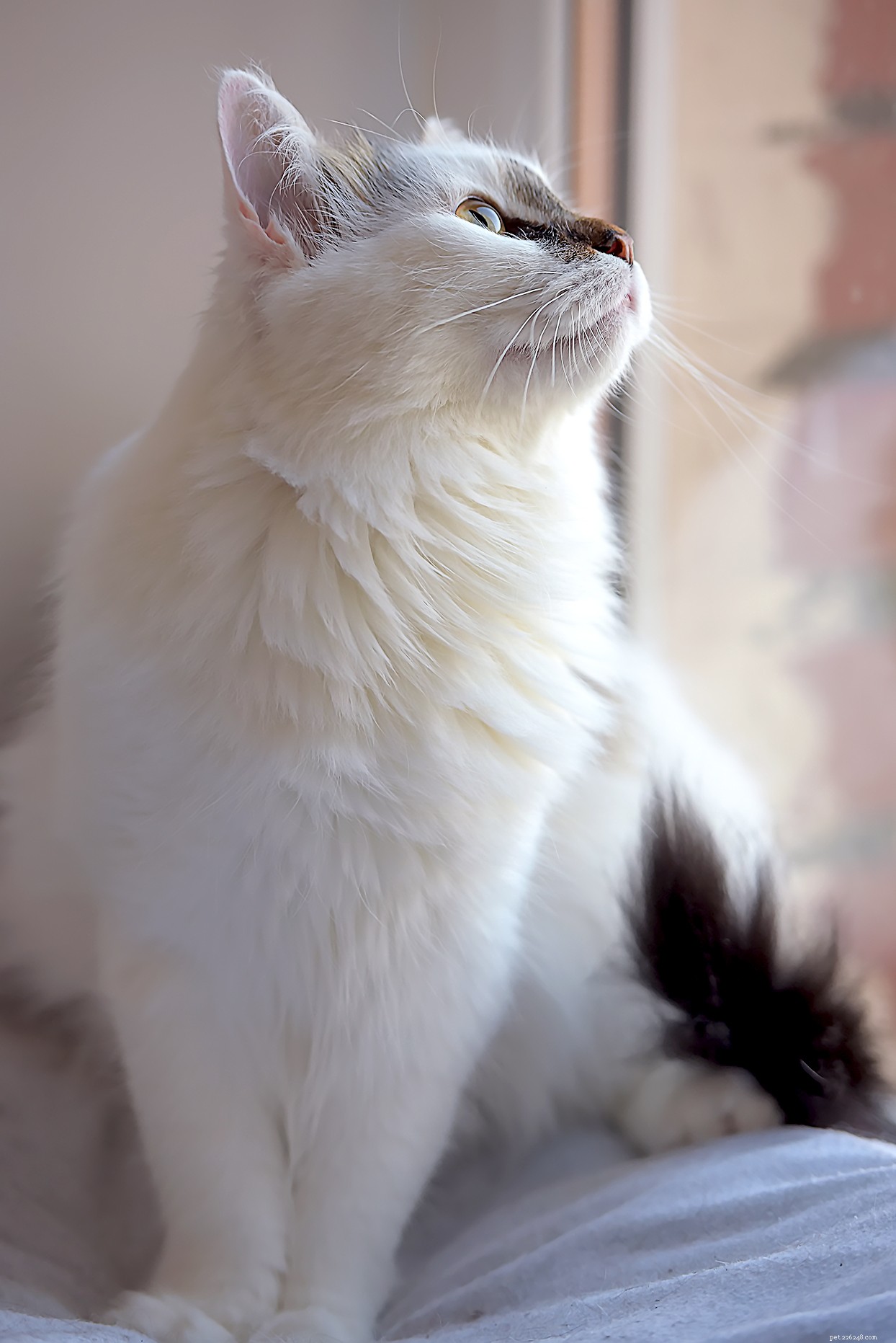 Turkish Van Cat: Characteristics, Care, and Family Friendliness