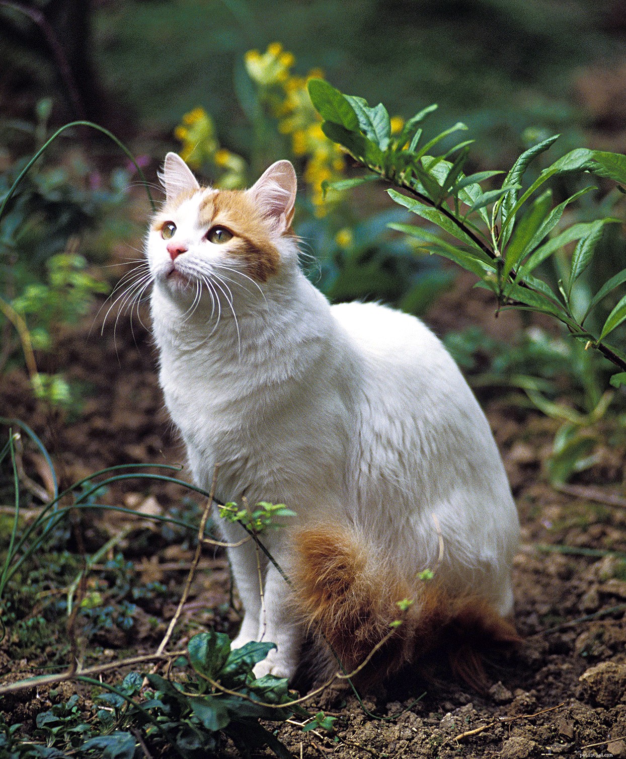 Turkish Van Cat: Characteristics, Care, and Family Friendliness