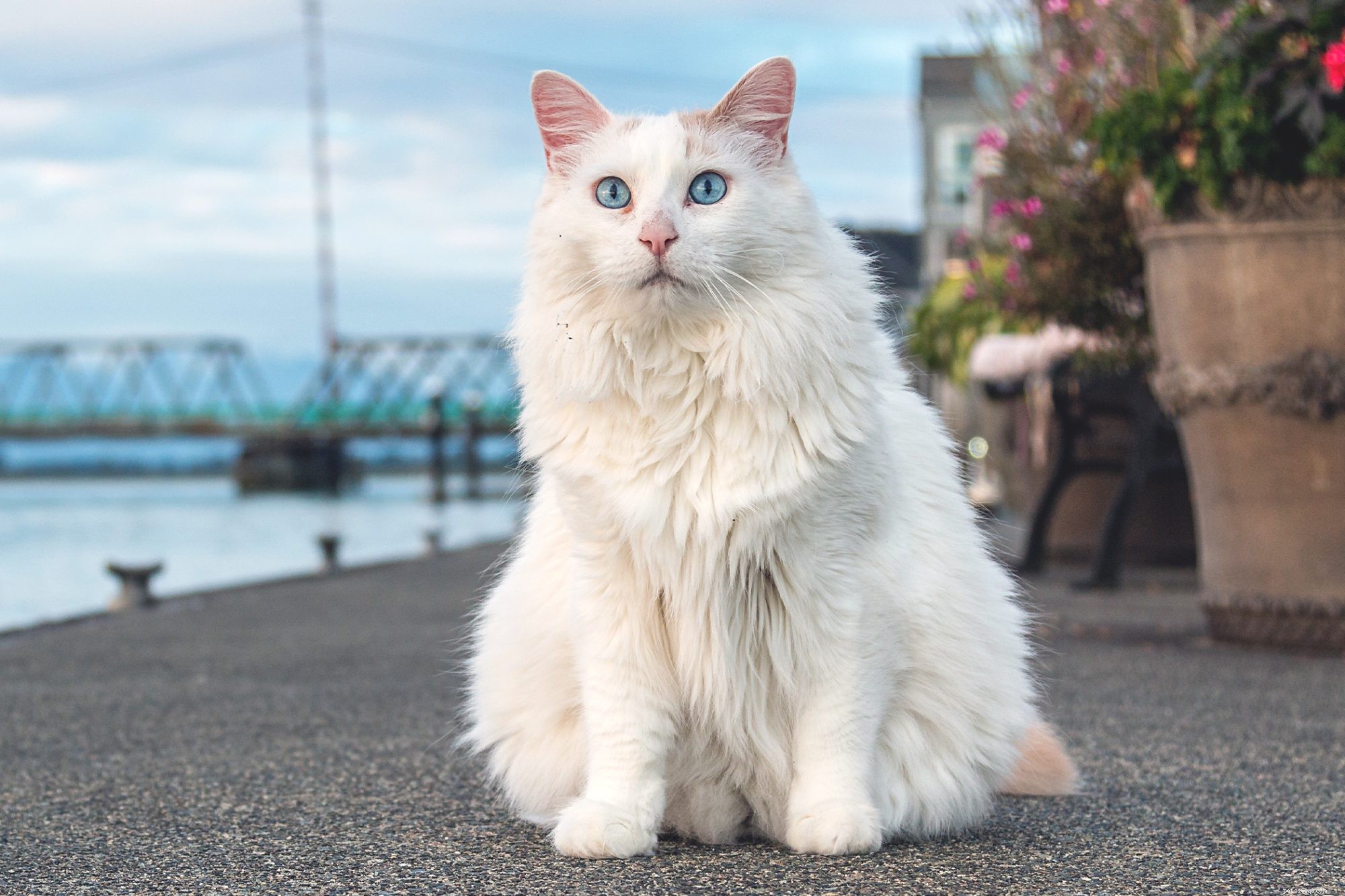 Turkish Van Cat: Characteristics, Care, and Family Friendliness