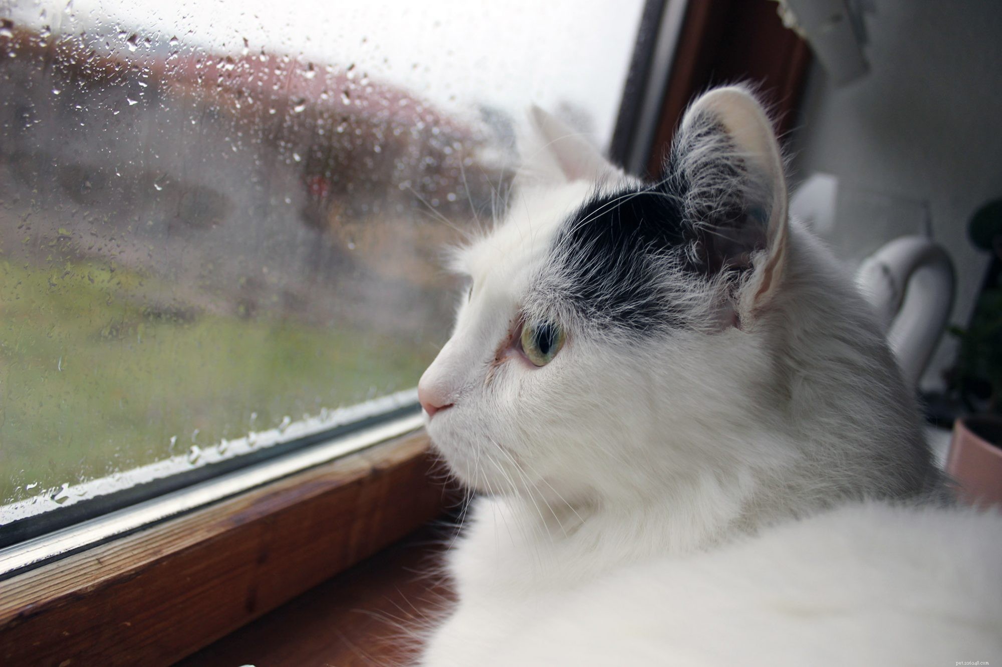 Turkish Van Cat: Characteristics, Care, and Family Friendliness