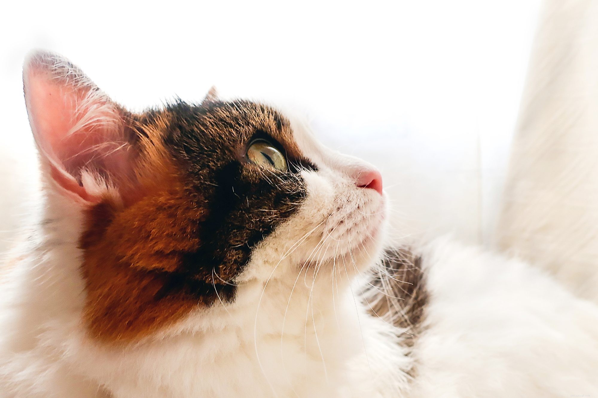 Turkish Van Cat: Characteristics, Care, and Family Friendliness