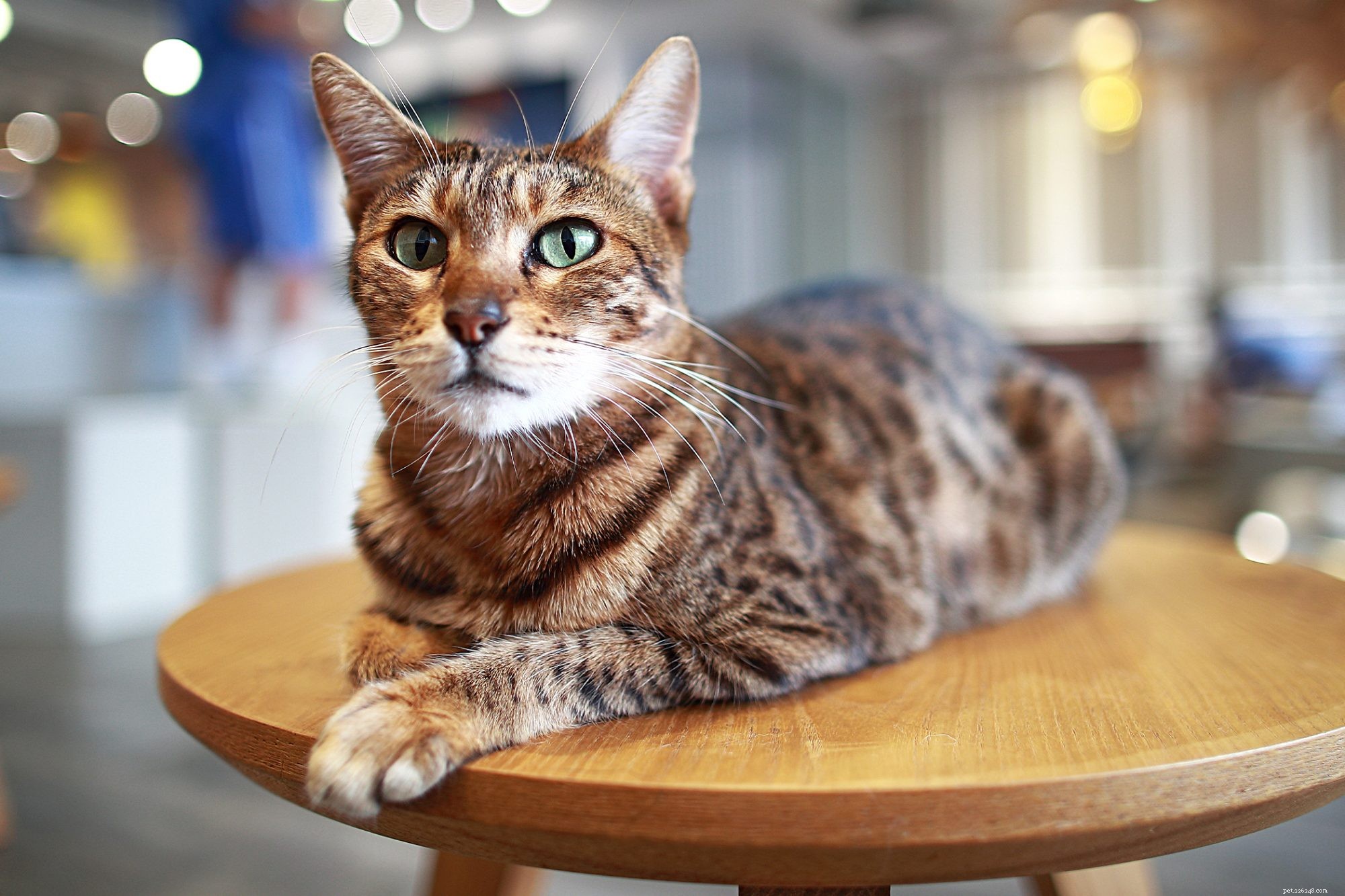 Ocicat: The Playful, Affectionate Cat Breed Ideal for Families