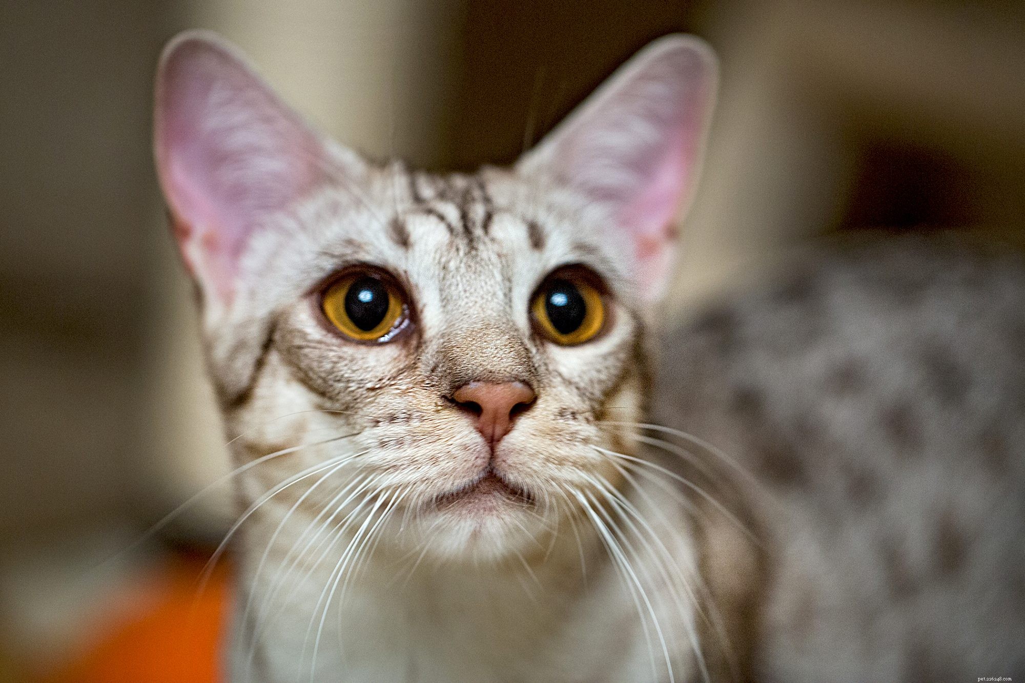Ocicat: The Playful, Affectionate Cat Breed Ideal for Families