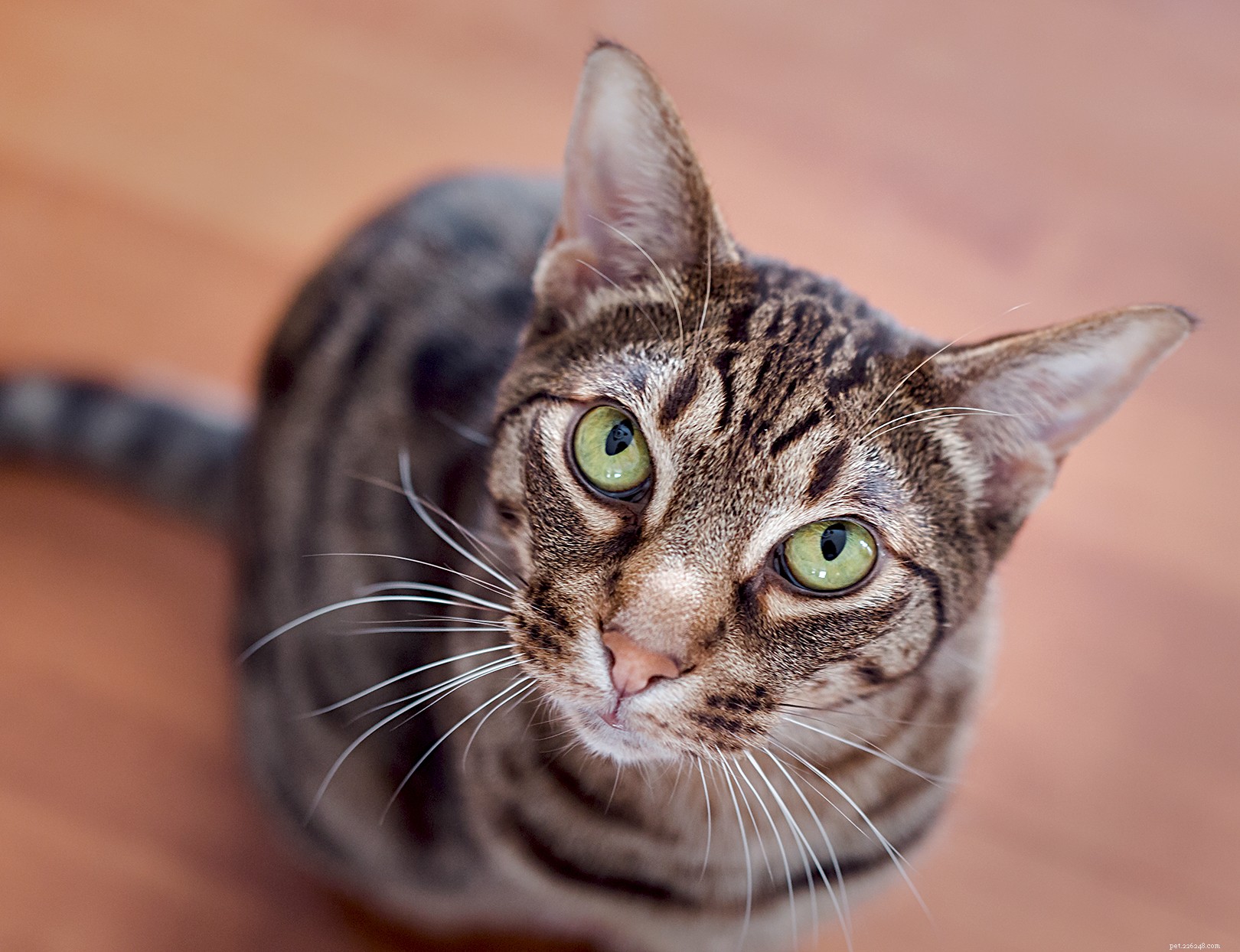 Ocicat: The Playful, Affectionate Cat Breed Ideal for Families