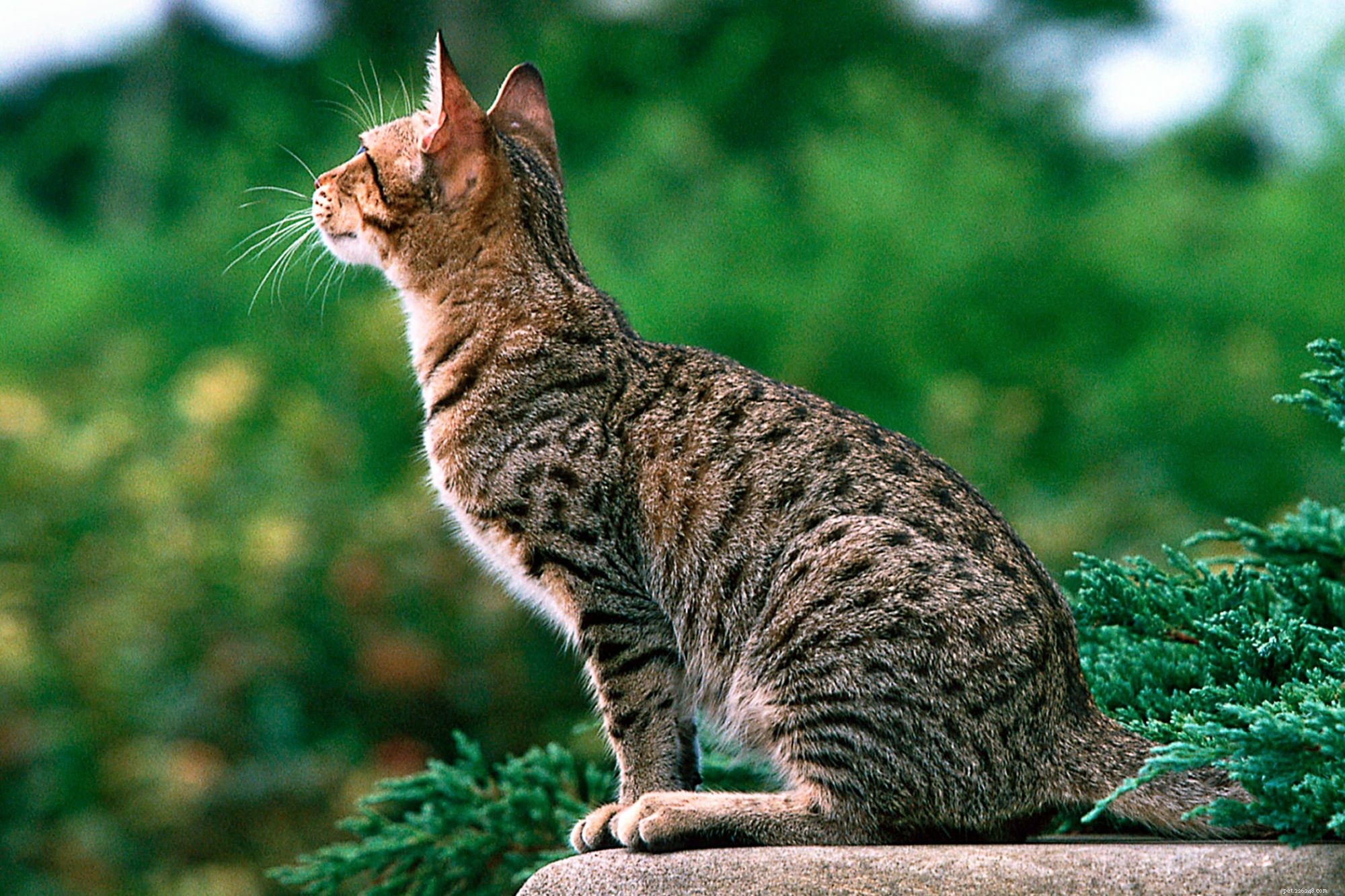 Ocicat: The Playful, Affectionate Cat Breed Ideal for Families