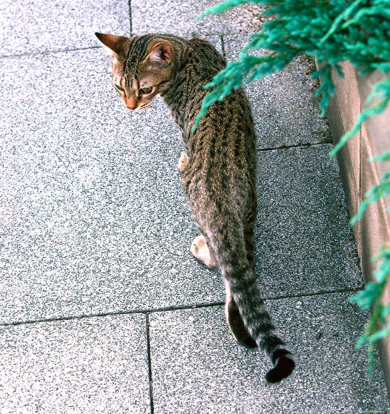 Ocicat: The Playful, Affectionate Cat Breed Ideal for Families
