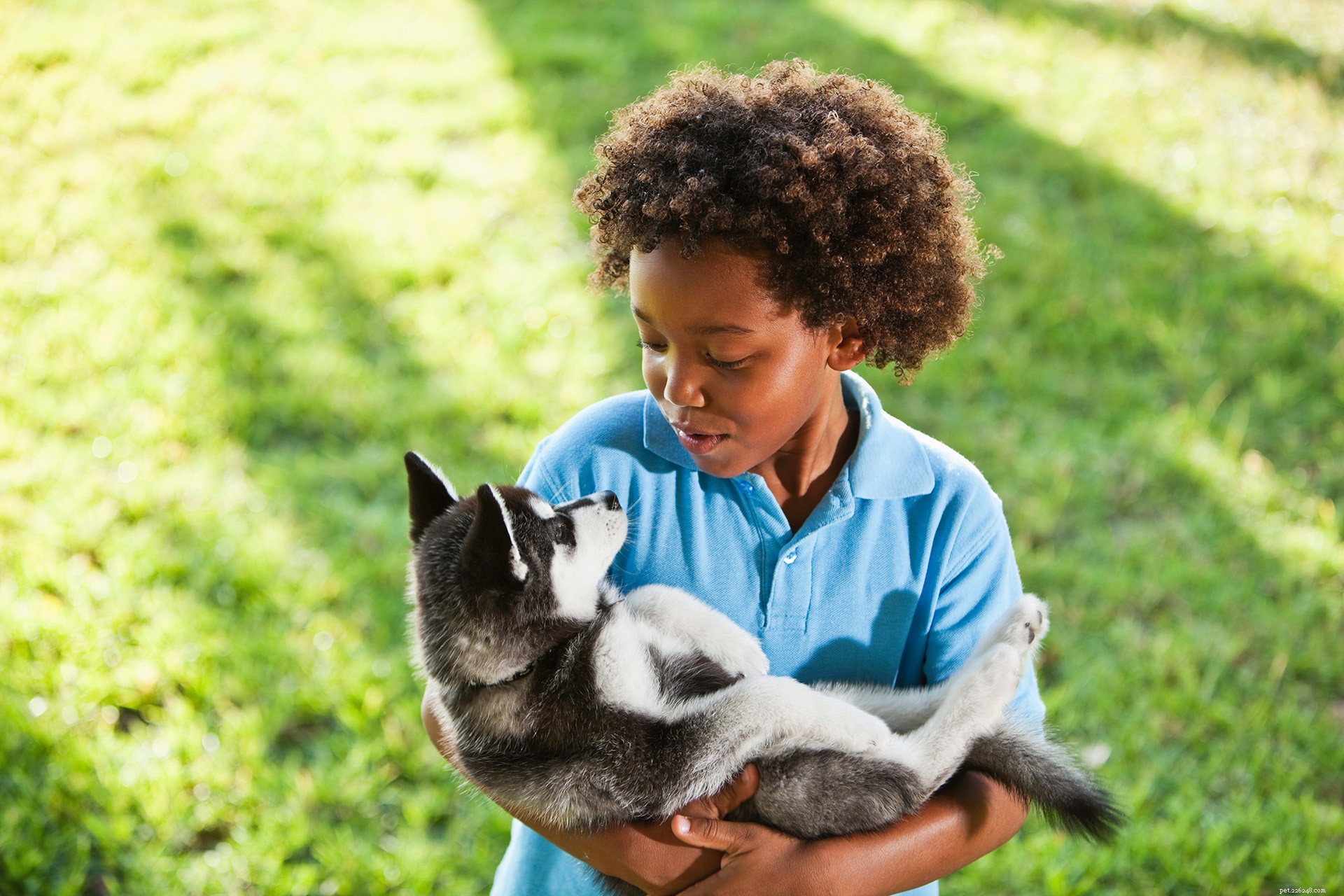 Is Your Family Ready to Welcome a Pet? A Guide to Decision-Making