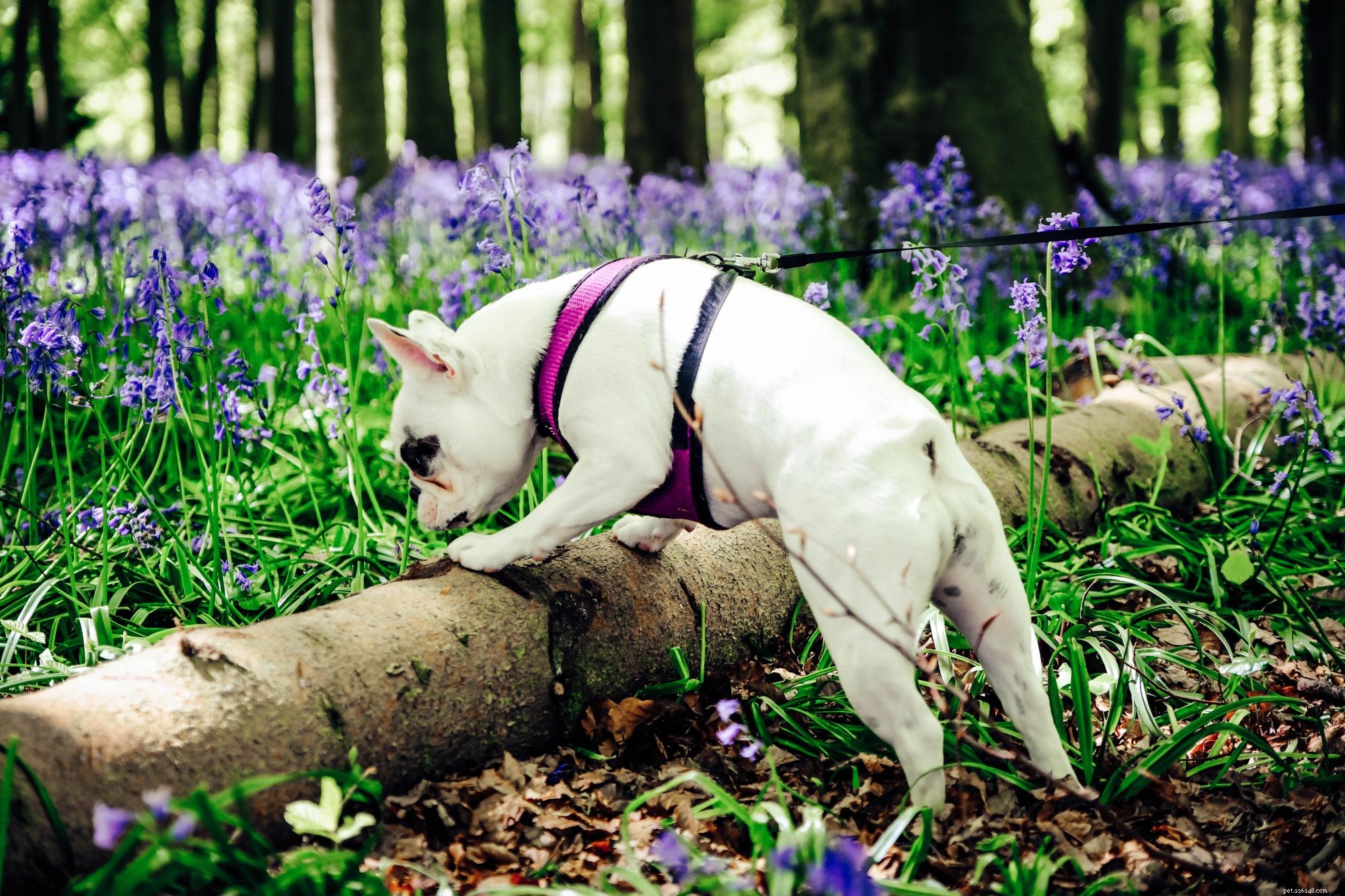 The Essential Guide to Unhurried Dog Sniffing During Walks