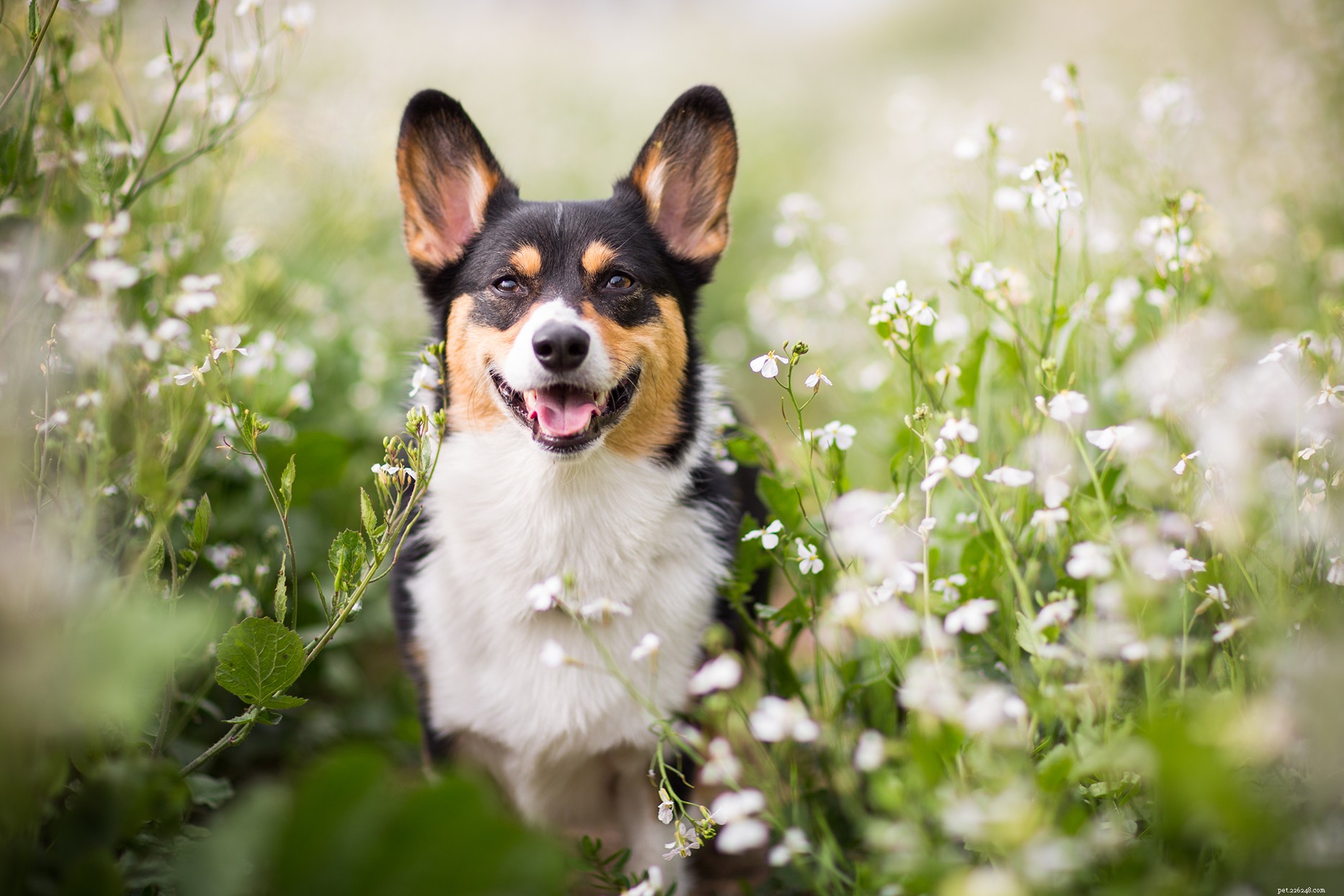 Explore the World of Corgi Mixes: Types, Traits, and Care Tips