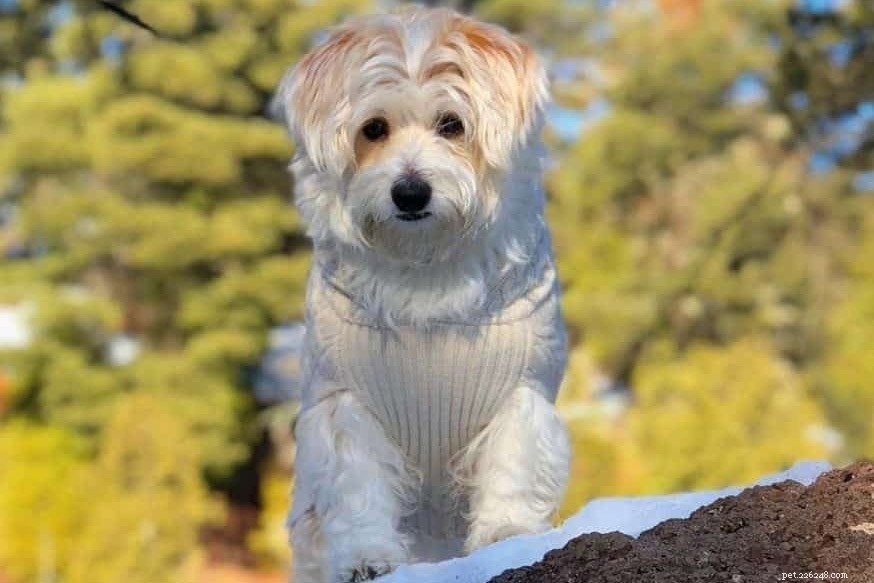 Explore the World of Corgi Mixes: Types, Traits, and Care Tips