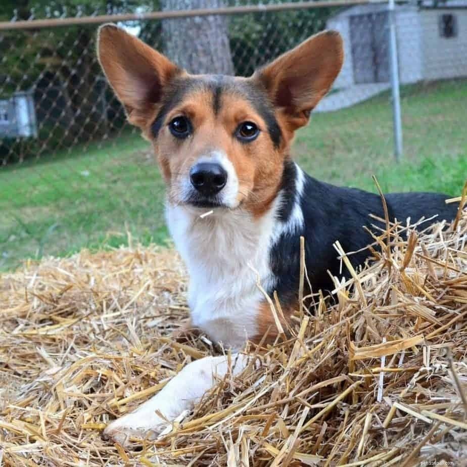 Explore the World of Corgi Mixes: Types, Traits, and Care Tips