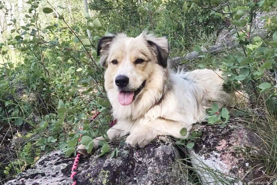 Explore the World of Corgi Mixes: Types, Traits, and Care Tips