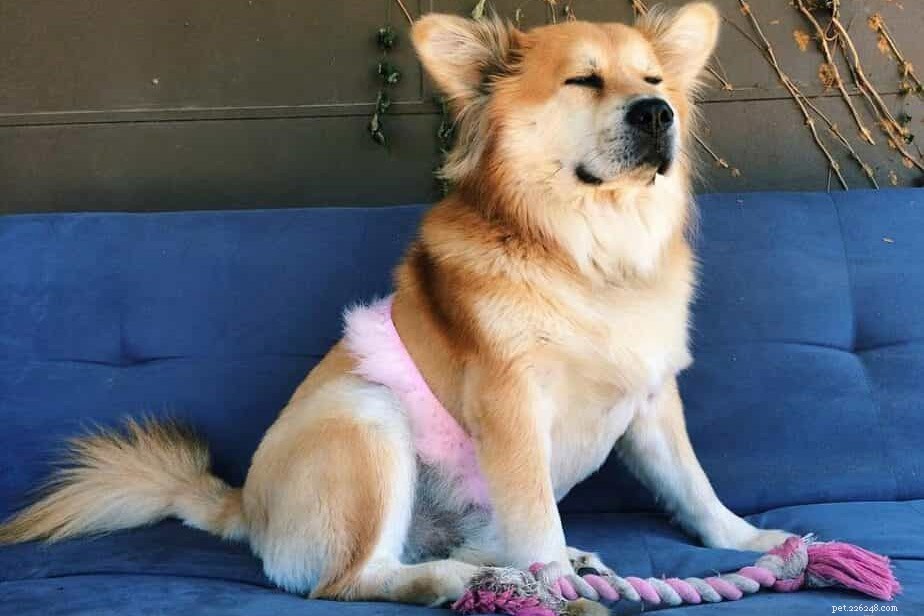 Explore the World of Corgi Mixes: Types, Traits, and Care Tips