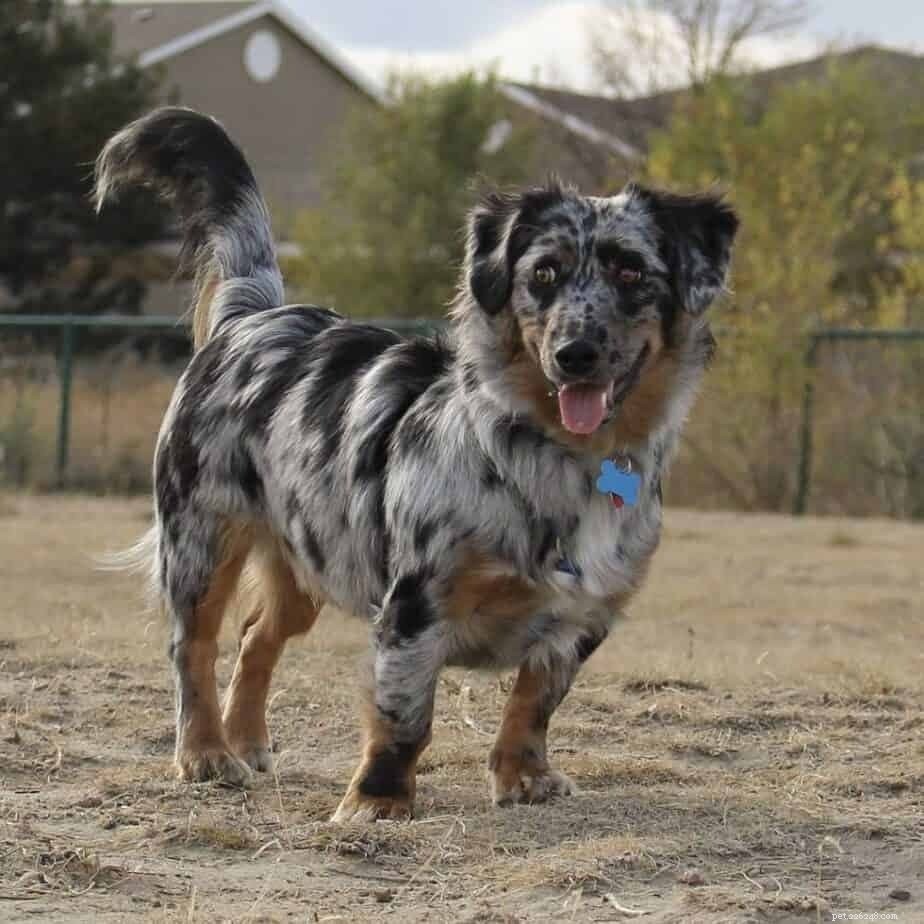 Explore the World of Corgi Mixes: Types, Traits, and Care Tips