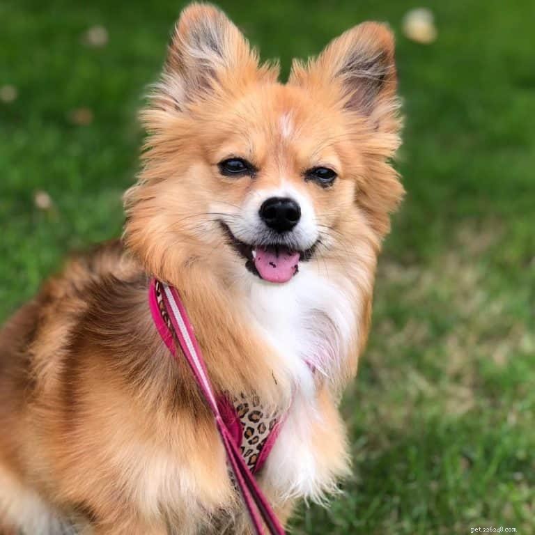 Explore the World of Corgi Mixes: Types, Traits, and Care Tips