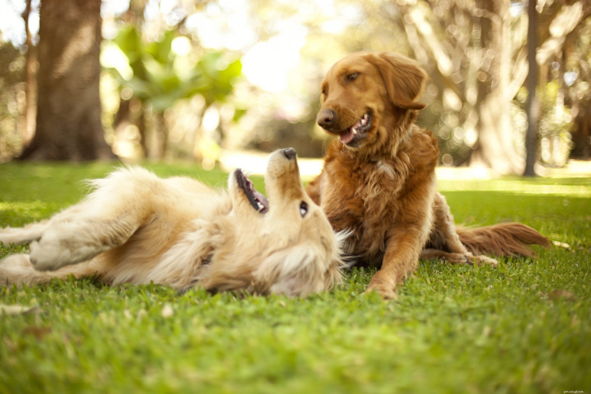 Owners’ Presence Encourages Dogs to Play With Other Pets, New Study Finds