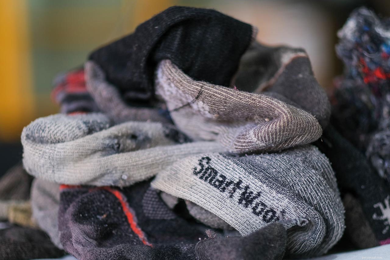 Turn Your Old Socks into Dog Beds: Smartwool’s Sustainable Donation Initiative