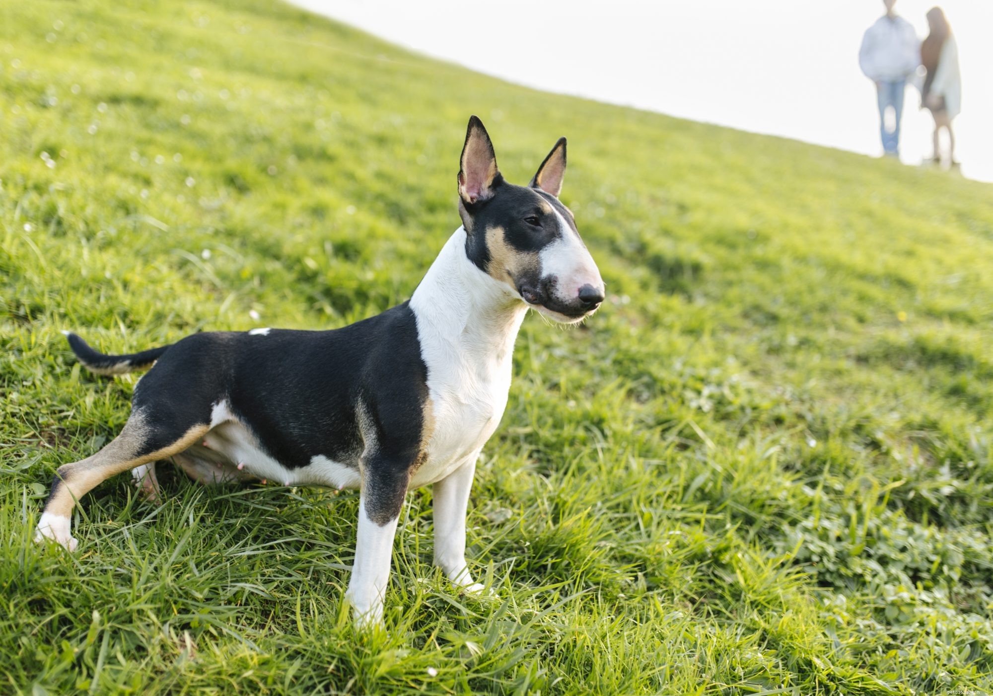 Dog Trancing Explained: Causes, Signs, and How to Respond