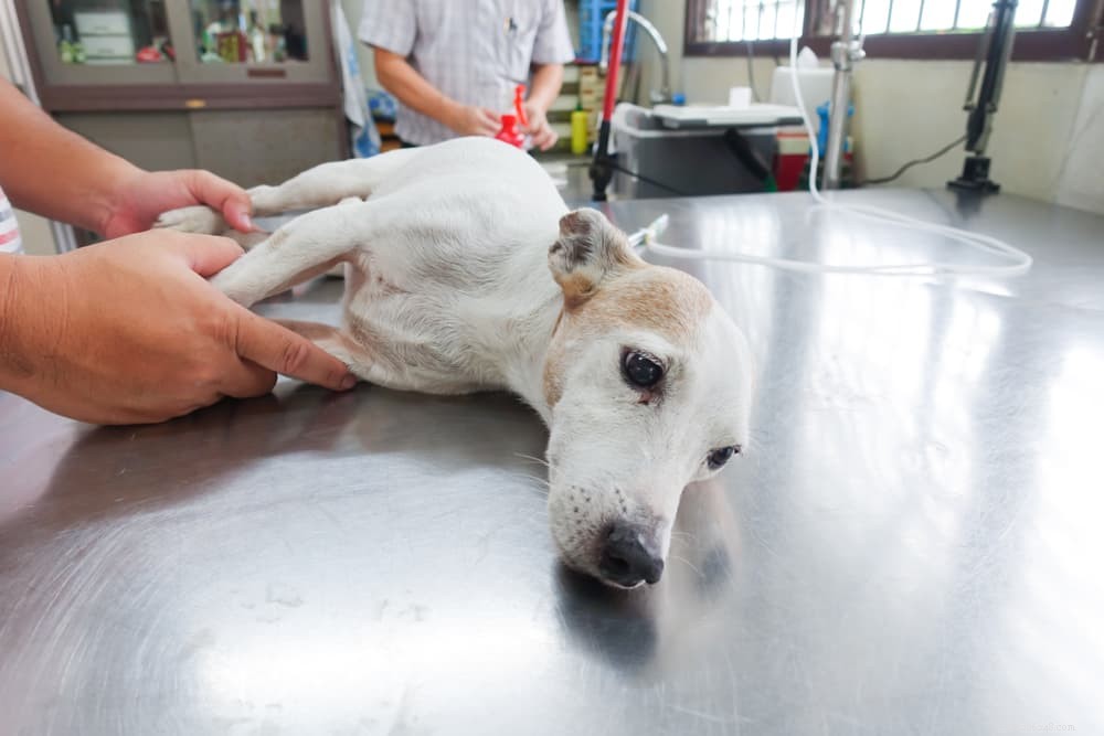 Understanding and Managing Addison’s Disease in Dogs: Symptoms, Diagnosis, and Care