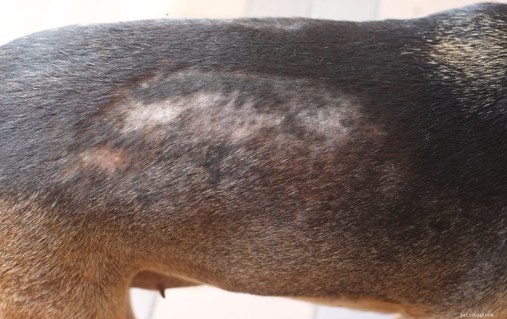 Understanding and Treating Mange in Dogs: Signs, Causes, and Care
