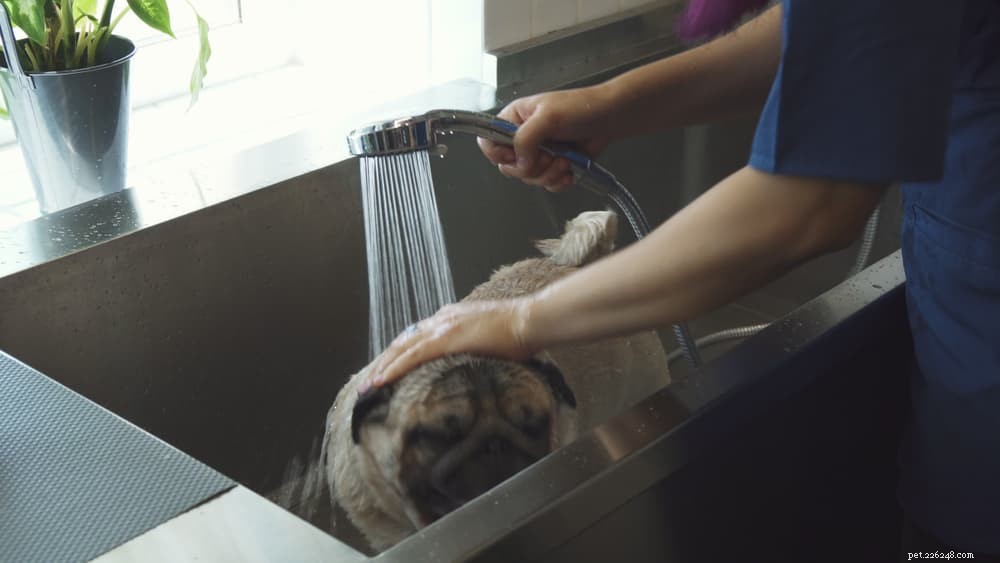 Understanding and Treating Mange in Dogs: Signs, Causes, and Care