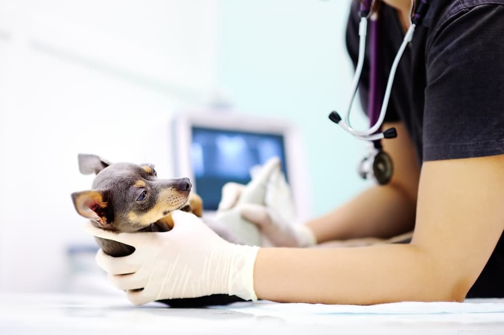 What to Expect During Your Dog’s Pregnancy: A Comprehensive Guide