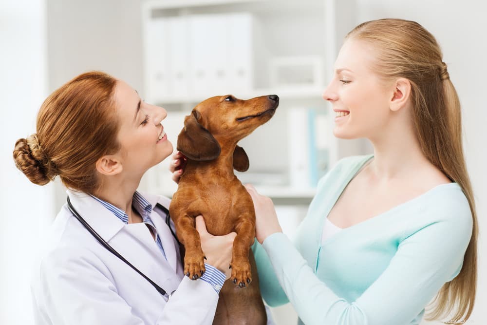 What to Expect During Your Dog’s Pregnancy: A Comprehensive Guide