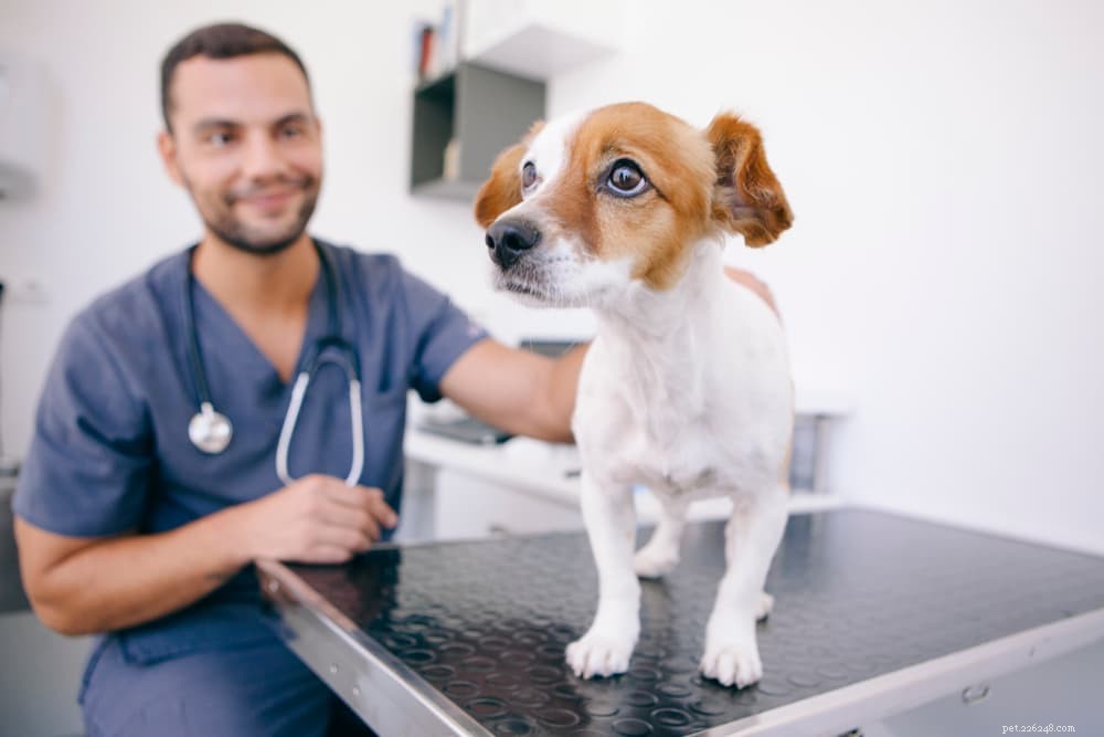 Understanding and Managing Liver Disease in Dogs