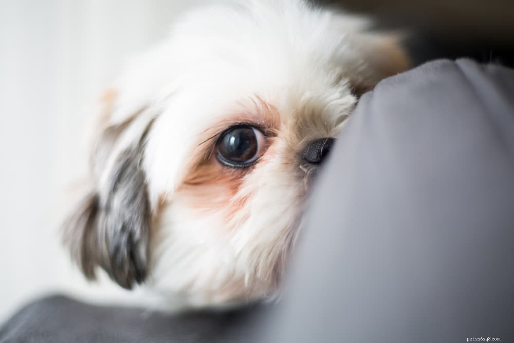 Understanding and Managing Liver Disease in Dogs