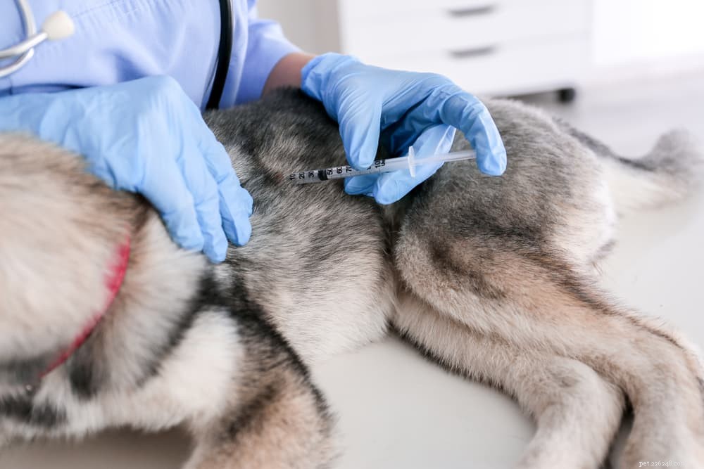 Understanding and Managing Liver Disease in Dogs
